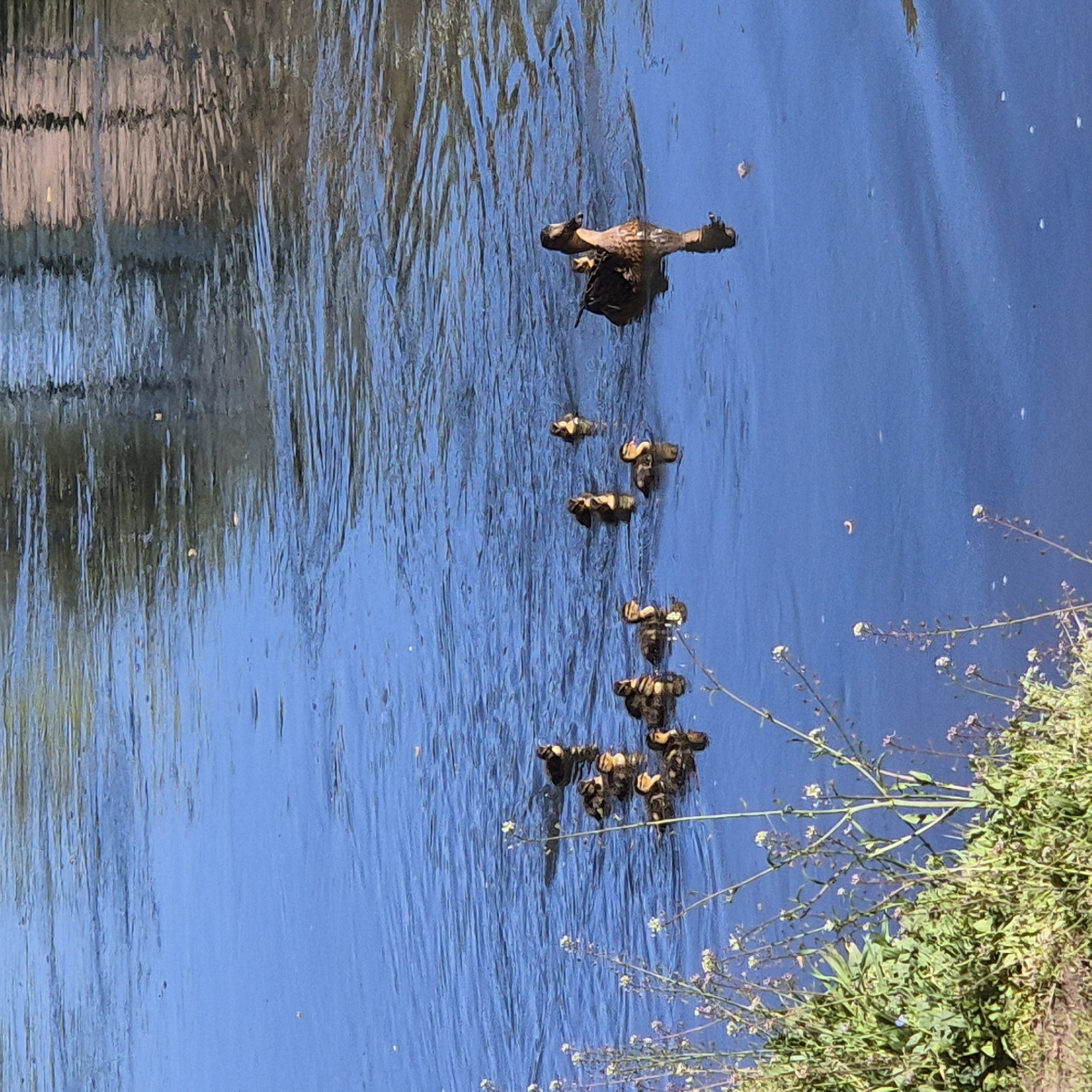 The image shows the surface of the Ill river in Strasbourg, France, on a sunny day. The water is blue and reflective, with rippling textures. Floating on the surface are several dark-colored objects, possibly turtles or floating debris, arranged in a line. The riverbank is visible in the lower right corner, featuring green vegetation and small white flowers. A building is visible in the reflection in the upper left corner.