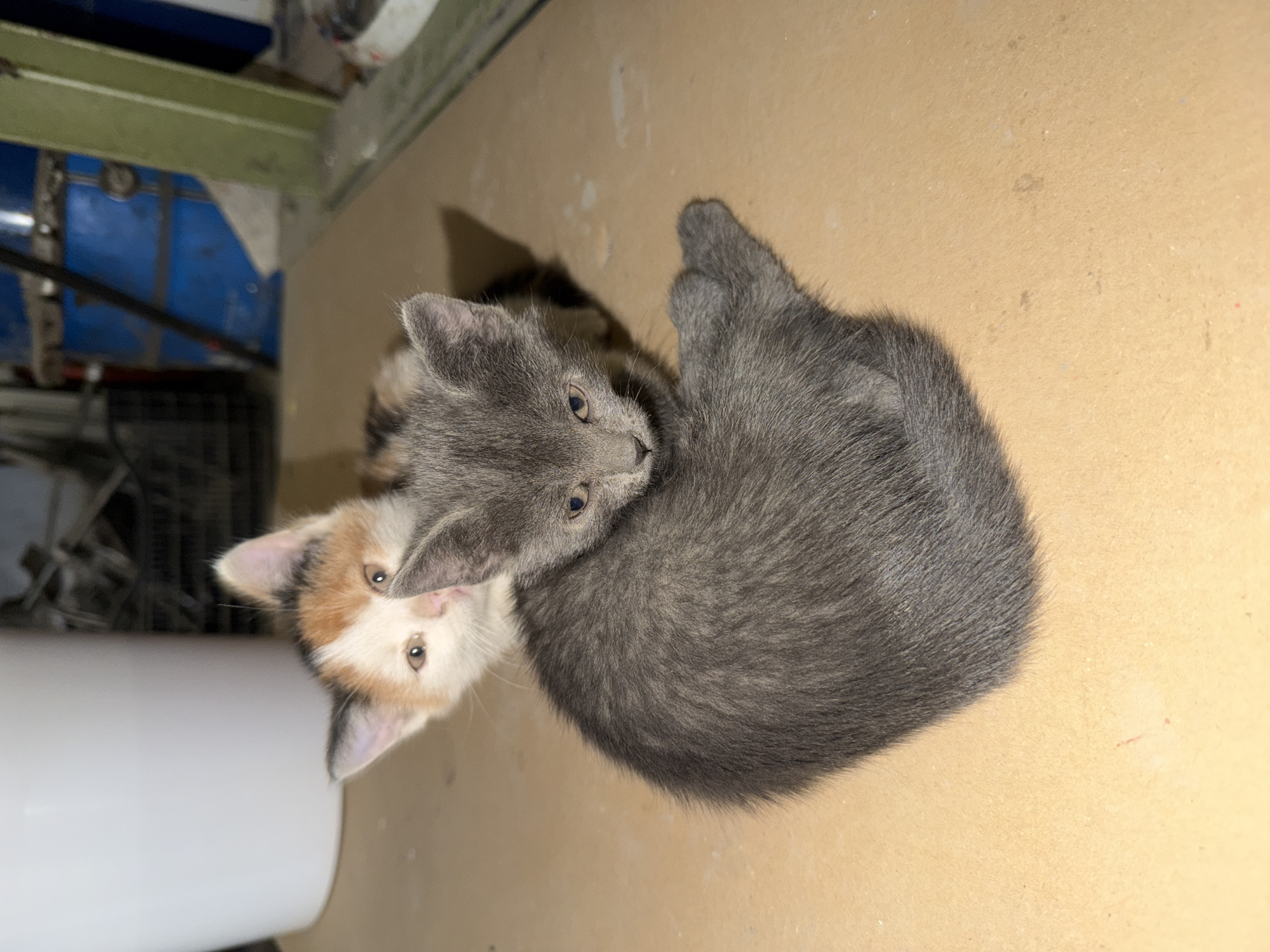 The media file features two young kittens in an indoor setting within Chervena voda, Bulgaria. The image is captured from an overhead perspective and is rotated clockwise.
A gray kitten, with subtle tabby markings and light amber eyes, is positioned in the center-left of the frame. Its body extends upwards, and its head is turned towards the left side of the image, where it looks directly at the camera. Its left front paw is visible, tucked beneath its body. Adjacent to the gray kitten, partially obscured, is a calico kitten, characterized by patches of white, orange, and dark brown fur. Only its head is clearly visible, situated towards the bottom of the frame, also looking attentively at the camera with light amber eyes. The calico kitten appears to be nestled close to the gray one.
The kittens are resting on a light tan or beige surface, possibly a floor or mat, which occupies the lower right portion of the frame and shows minor blemishes. The background, in the upper-left section of the image, is blurred and suggests a utilitarian or industrial environment. Elements include a white, indistinct object in the mid-left, and further back, blue and green structures, potentially machinery or storage units.
The scene is illuminated by artificial light, highlighting the kittens. They convey a sense of calm curiosity. There is no visible text in the image.
