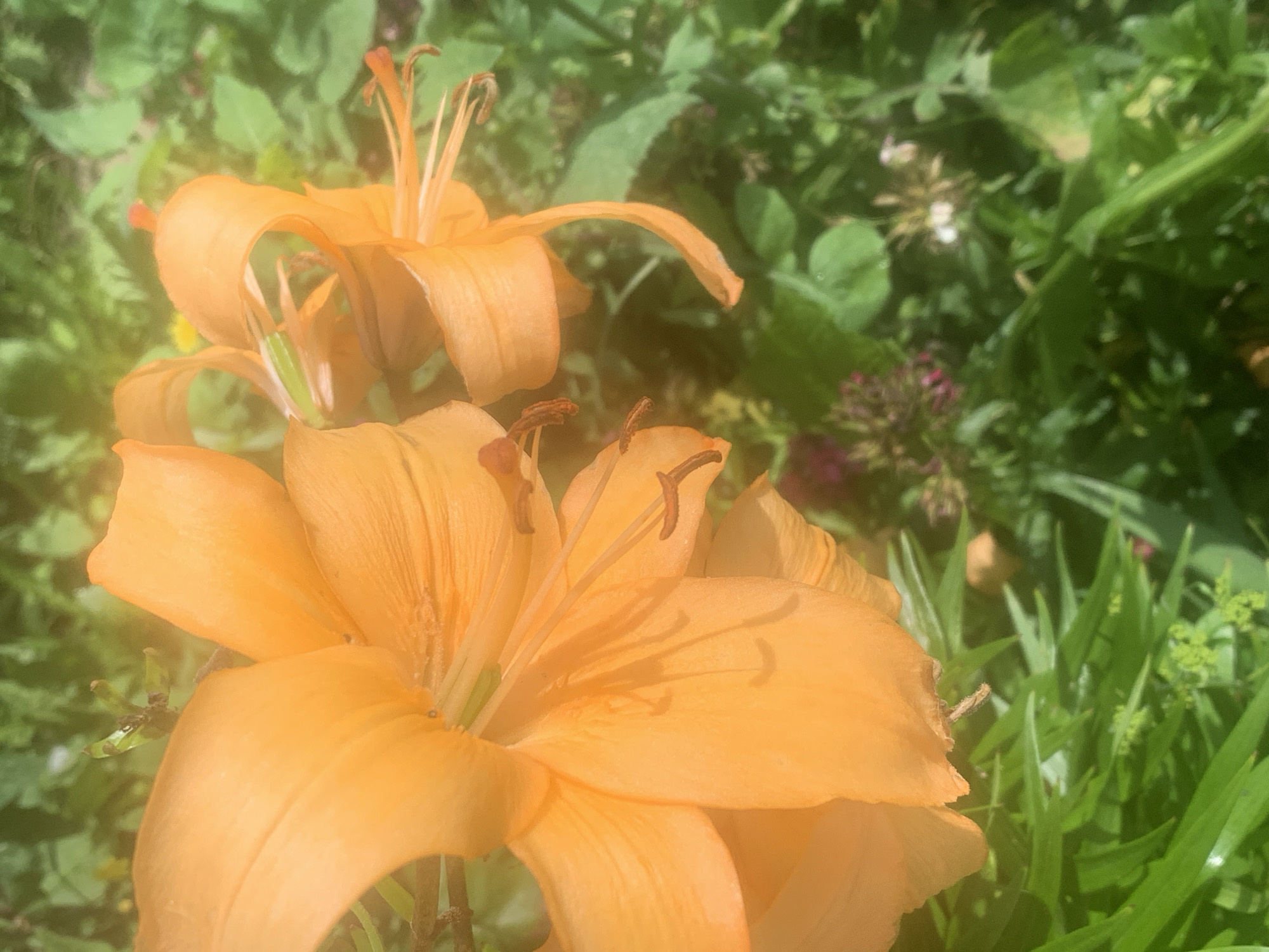 A close-up, low-angle shot showcases two orange lilies with prominent stamens, bathed in bright sunlight. The flowers are the primary focus, with a blurred background of lush green foliage and hints of smaller, darker flowers, possibly in the city of Карманово, Russia. The image appears to be taken outdoors on a sunny day. There are no people or any discernible human activity. The scene is natural and serene, with the vibrant orange of the lilies contrasting with the surrounding greenery.