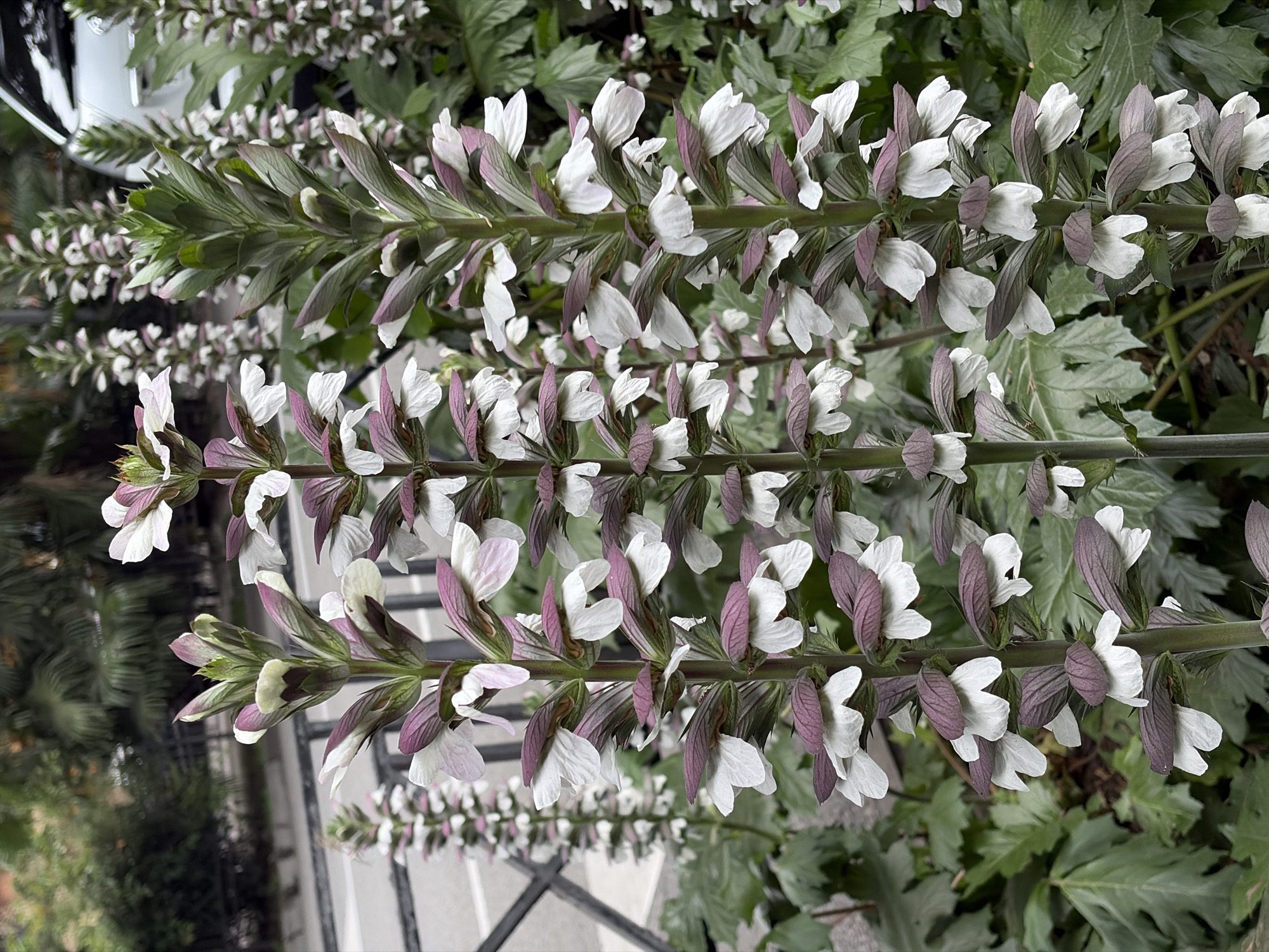 This is a close-up, eye-level photograph of several tall, flowering plants. The plants have spiky, dark green leaves and tall stalks covered in white and purple flowers. The flowers have a distinctive shape, with a hood-like upper petal and a lower lip. The plants are in bloom, with many flowers open. The background is blurred, but appears to be an outdoor setting with trees and foliage. There is a white car visible in the upper right portion of the image. The image is well-lit and the colors are vibrant. The location is identified as the city of Sochi, Russia.