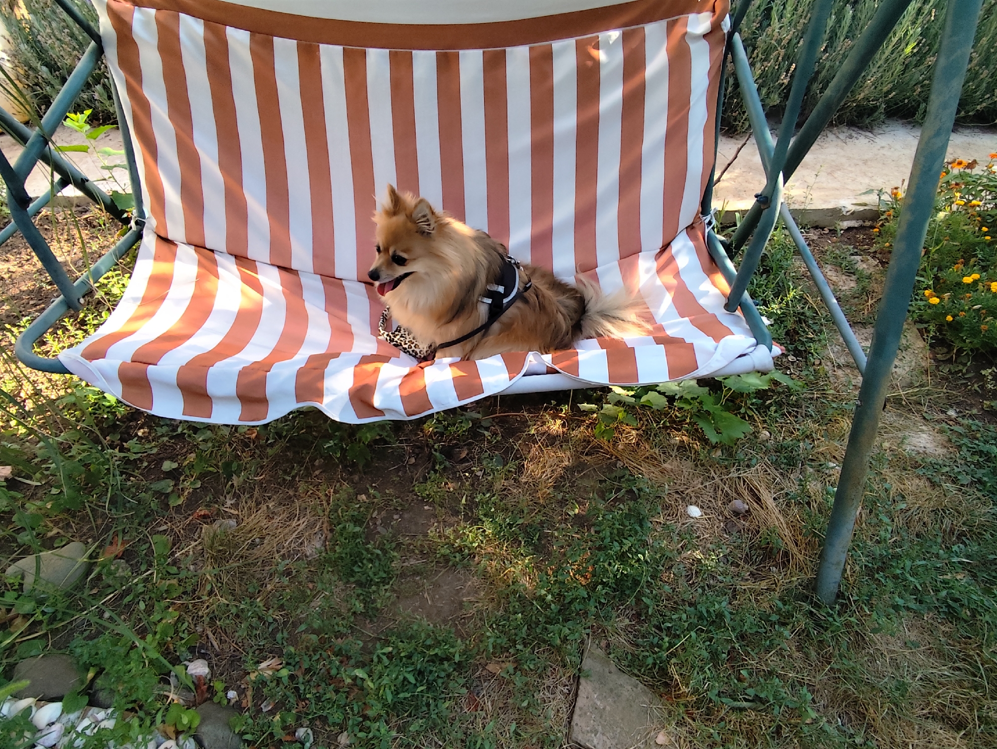 A tan and white striped hammock swing is set up outdoors on a grassy area. A small, fluffy tan dog with a black harness is lying on the hammock, looking to the left with its tongue out. The hammock is supported by a dark green metal frame. In the background, there are green plants and some yellow flowers. The ground is covered in dry grass, dirt, and some scattered rocks. The scene appears to be a backyard in Montana, Bulgaria.