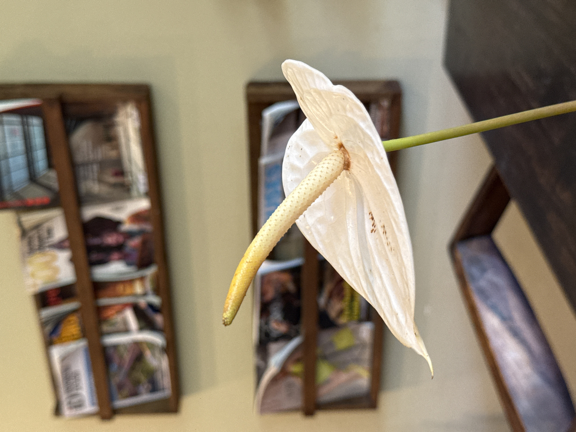 The image presents a close-up, shallow depth of field shot of a single white Anthurium flower, often called a flamingo flower, in an indoor setting. The flower, positioned prominently towards the right side of the frame, features a waxy, heart-shaped white spathe and a textured, pale yellow-green spadix extending from its center. Small, faint brownish spots are visible on the surface of the white spathe. The flower's stem extends diagonally upwards and to the right.
The background is softly blurred, showing a light greenish-yellow wall. Two rectangular, wooden shelf-like structures or frames are mounted on this wall, each appearing to hold an assortment of magazines or brochures, though their specific details and any text are indistinguishable due to the blur. A dark, angular object, possibly part of another shelf or furniture, is partially visible along the right edge of the frame. The ambient lighting suggests it is daytime. The scene depicts a static, decorative arrangement, typical of an interior space such as a home or commercial establishment in North Kuta, Indonesia. No human activity or explicit emotions are conveyed.