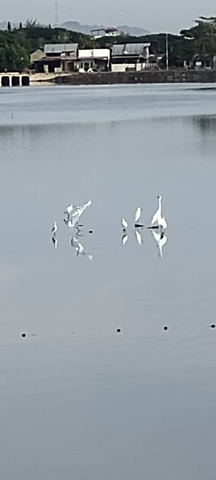 The image captures a serene body of water with several white egrets scattered across its surface, some standing and others reflected in the calm water. In the background, a shoreline is visible, featuring a row of buildings with corrugated metal roofs, suggesting a coastal or lakeside settlement. Vegetation, including trees, borders the buildings and extends up a gentle incline behind them. The sky is overcast, creating a muted, diffused light. The scene appears to be located in a tranquil, possibly rural or semi-urban environment. The presence of the egrets and the calm water indicates a natural habitat. The buildings in the background hint at human habitation near this natural setting.