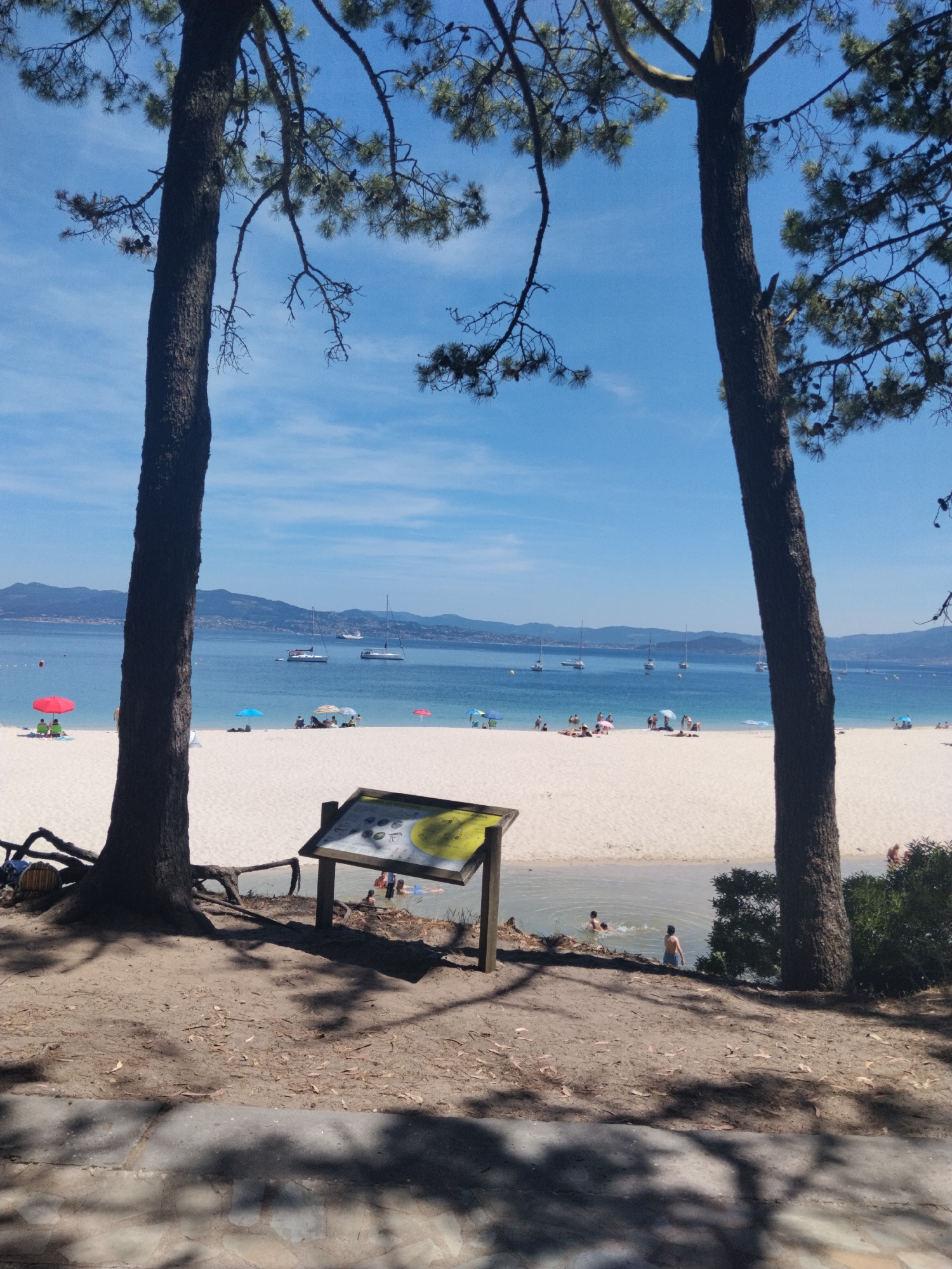 The image depicts a sunny day at a sandy beach, likely in the city of Vigo, Spain. Two large pine trees frame the view of the ocean, the white sand beach, and a distant mountain range. The ocean is calm with several sailboats and other vessels visible. On the beach, numerous beachgoers are scattered, some lounging under umbrellas, others walking or swimming. In the foreground, a wooden information board stands near the edge of the beach, providing details about the area. People are seen swimming in a small cove or inlet to the right of the information board, with one person standing on the shore. The scene conveys a relaxed and enjoyable atmosphere of a summer day at the coast.