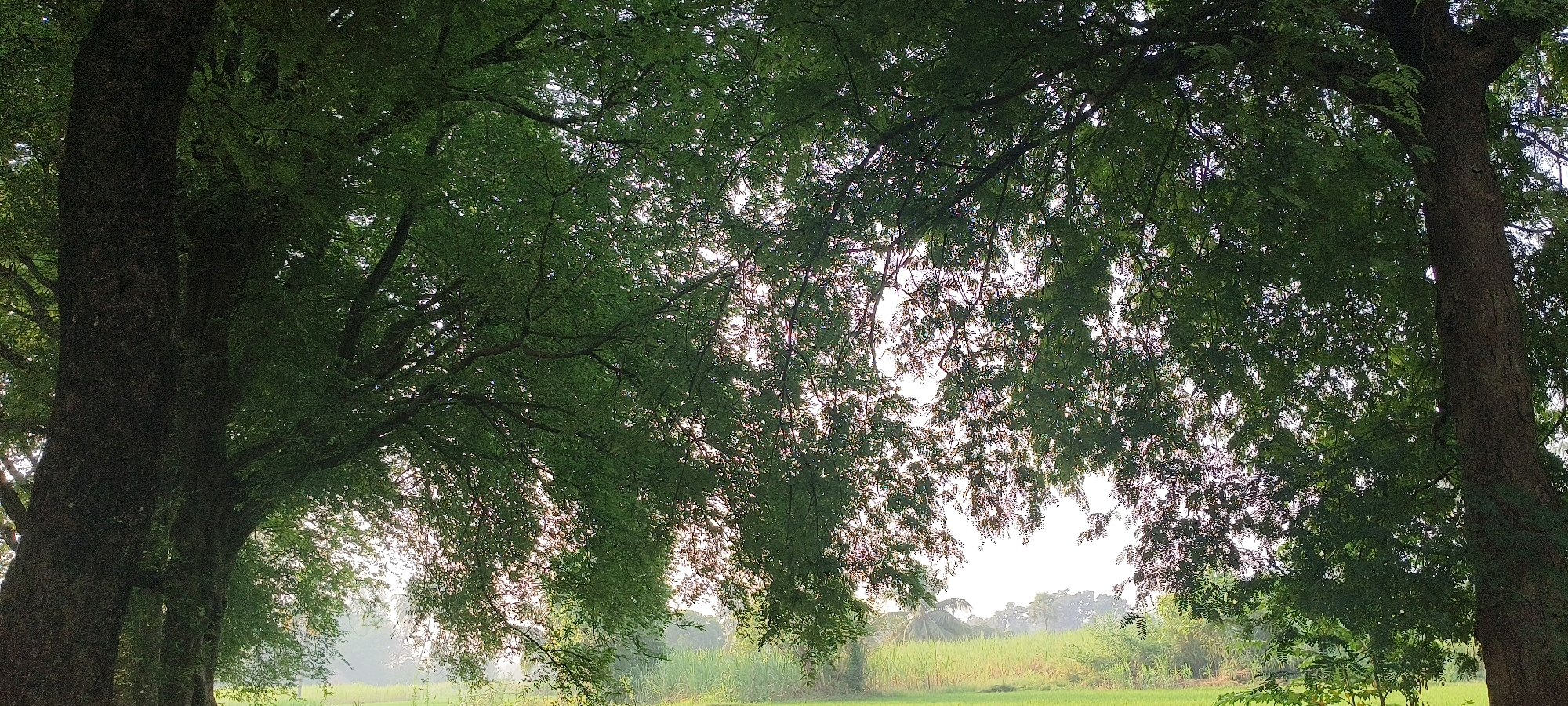In Viranarayanam, India, two large trees with dark, textured bark stand prominently on either side of the frame, their dense canopies of vibrant green leaves arching overhead. The leaves are fine-textured, creating a feathery appearance as they filter the bright, overcast sky, which dominates the upper half of the image. Sunlight streams through the foliage, creating a dappled effect and illuminating the scene. Beyond the trees, a verdant landscape unfolds, characterized by lush green fields and a smattering of trees in the middle ground, suggesting a rural or semi-rural environment. The overall atmosphere is serene and natural, with no people or specific actions depicted. The focus is on the interplay of light, shadow, and the natural textures of the trees and vegetation.