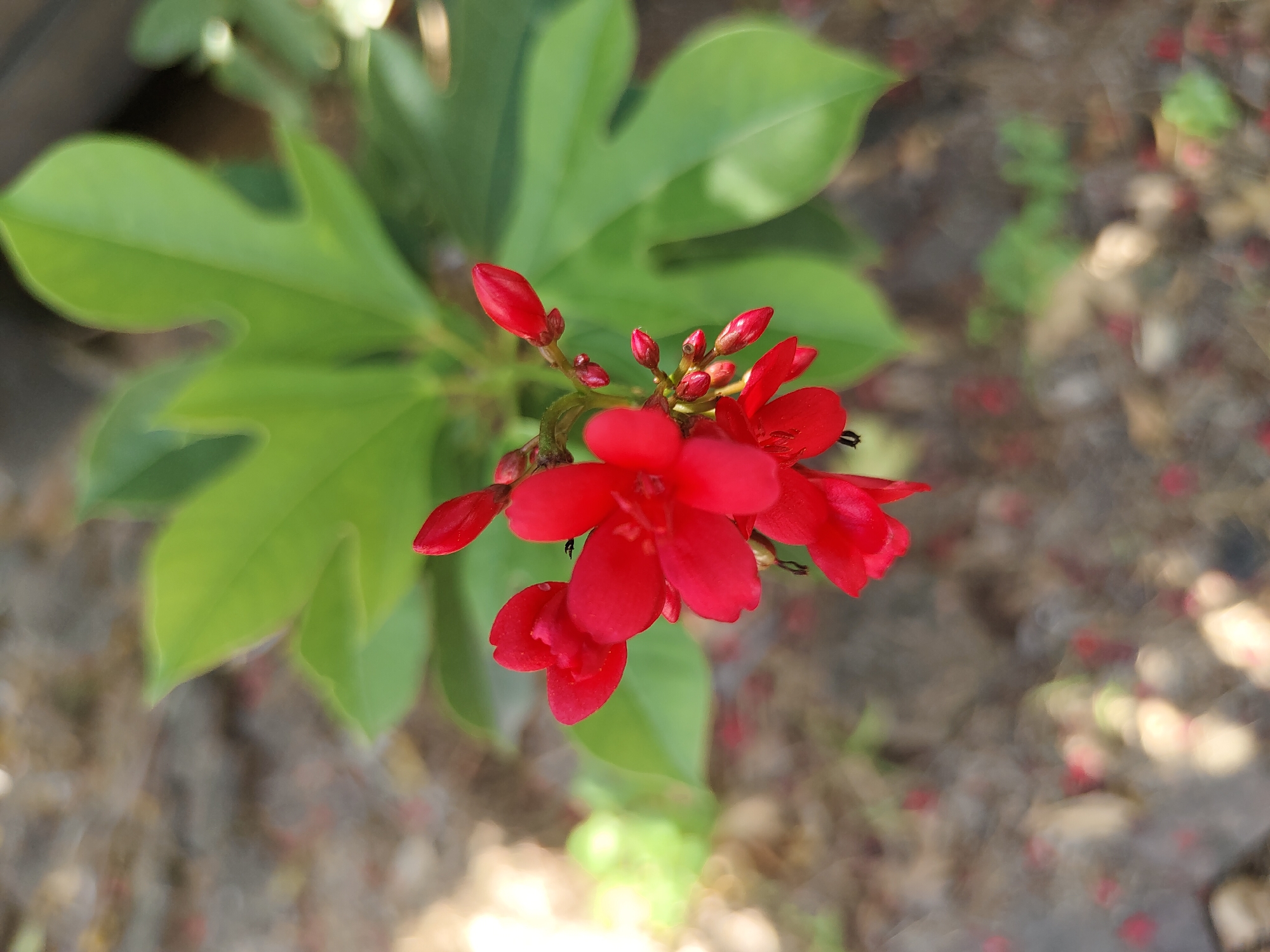 The image is a close-up, top-down view of bright red flowers with green leaves. The flowers are clustered together on a thin stem, with some buds visible. The leaves are large and lobed, with a slightly glossy texture. The background is blurred, showing the ground with some dried leaves and small red petals scattered around. The lighting suggests it is daytime, with some sunlight casting highlights on the leaves and flowers. There are no people or animals visible in the image. The scene appears to be an outdoor garden setting.