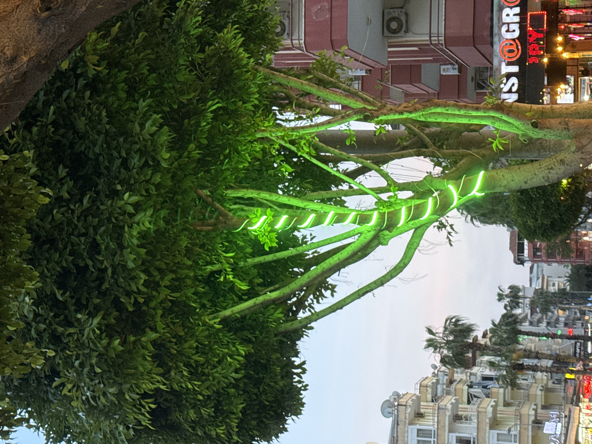 The image shows a tree in an urban environment. The tree is decorated with green lights, wrapped around some of its branches. The tree's foliage is dense and green. In the background, various buildings are visible. Palm trees can be seen among the buildings, suggesting a warm climate. Some signs are visible on the buildings, but their exact wording is not clear. The sky appears to be at dusk or dawn. The location is indicated as Unknown, Unknown.