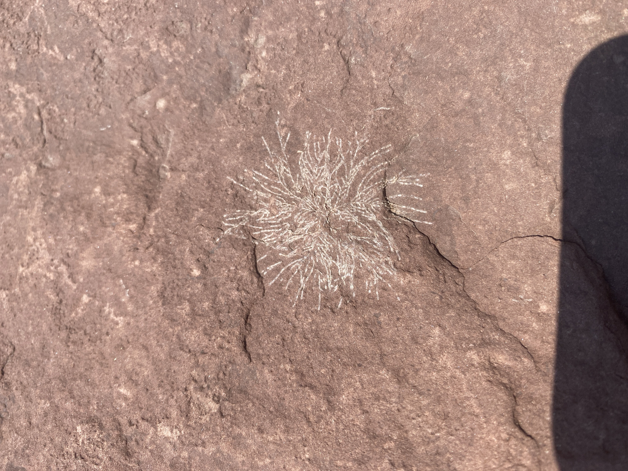 The image shows a fossil on a reddish-brown rock surface. The fossil is white and appears to be a branching, star-like structure with many fine, radiating lines. It is located on a flat, weathered rock, possibly part of a natural formation or a rock on the ground. The lighting suggests it is outdoors, with a shadow cast from an unseen object in the lower right portion of the image. There is no indication of the city of Ust'-Erba, Russia in the image itself.