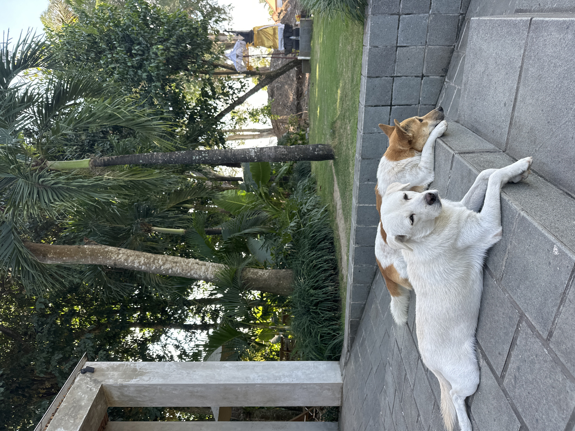In Mengwi, Indonesia, two dogs rest on a set of outdoor stone steps. The dog in the foreground is white and lies on its side with its paws resting on the step above. The second dog, a mix of white and tan, is positioned behind the first, lying with its head on the step and its body draped over the edge. The dogs appear relaxed in the warm, outdoor setting.
Behind the dogs, lush green foliage from palm trees and other plants creates a tropical backdrop. In the distance, a grassy area is visible, and a structure draped with white and gold fabric suggests a ceremonial or religious site, possibly a temple or shrine, common in Balinese culture. The lighting indicates it is daytime, likely late morning or early afternoon, with the sun casting soft shadows. The overall atmosphere is peaceful and tranquil, with the dogs enjoying a moment of rest amidst the natural beauty and cultural elements of the location.