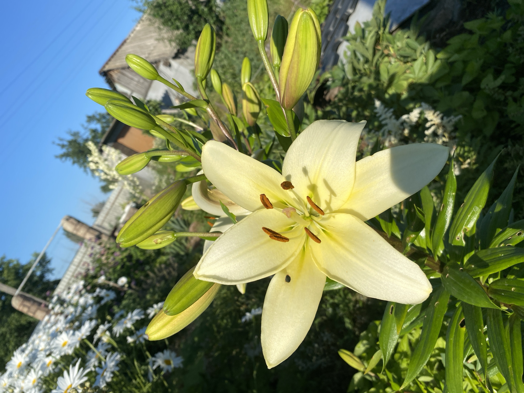 This is a close-up, eye-level shot of a pale yellow lily in full bloom, with several lily buds in various stages of development surrounding it. The lily's petals are wide and slightly curved, with prominent brown stamens in the center. The background is a blur of greenery and white daisies, with a hint of a rustic building and a clear blue sky. The sunlight suggests it is daytime, likely morning or afternoon given the bright lighting. The setting appears to be a garden in Vasylky, Ukraine, indicated by the presence of common garden flowers and the architectural style of the building in the background. There is no visible text in the image.