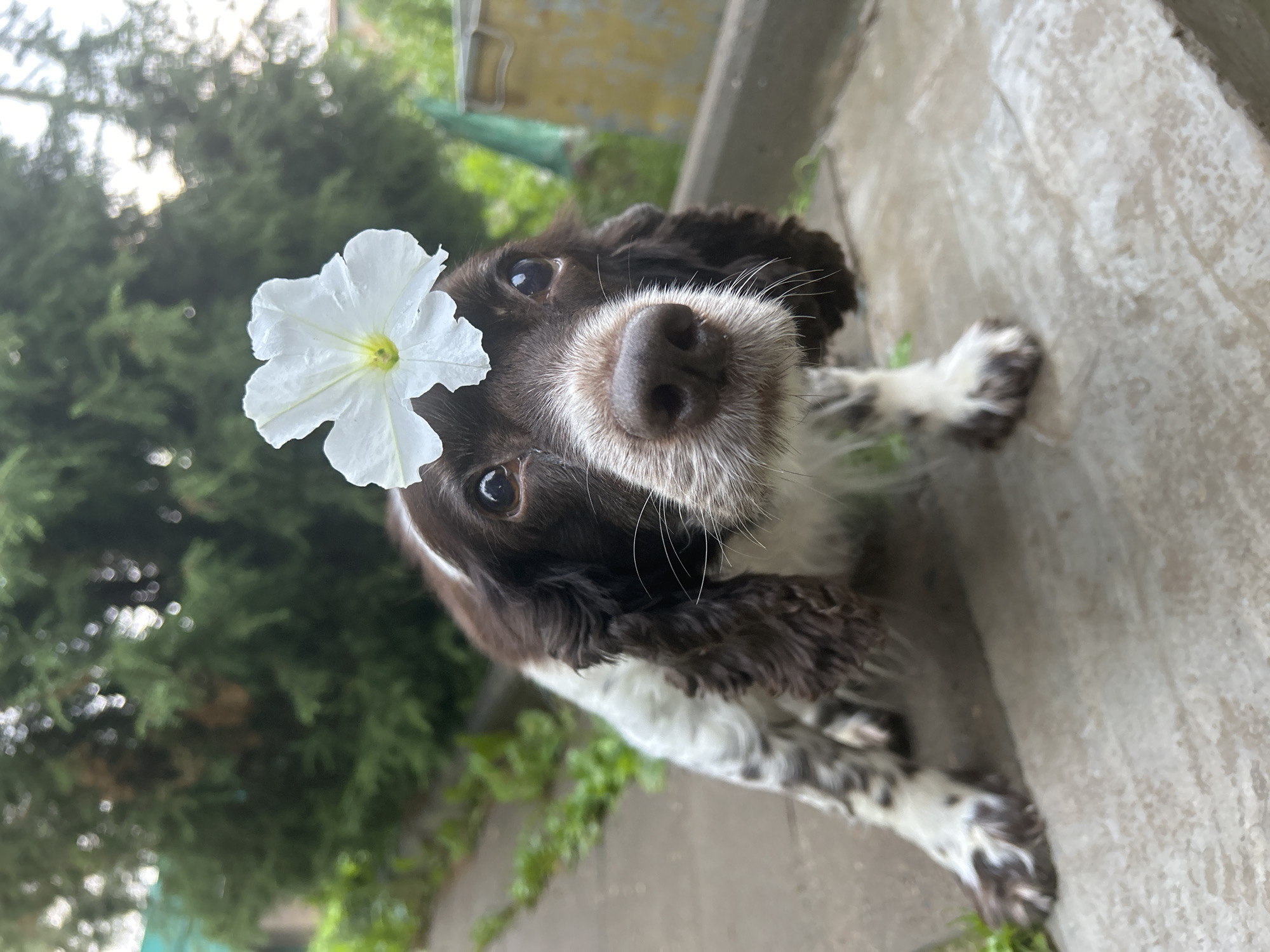 A close-up, slightly tilted shot captures a brown and white English Springer Spaniel wearing a white flower on its head. The dog is looking directly at the camera with expressive brown eyes. Its fur is dark brown and white with speckled patterns on its legs. The flower, with delicate white petals and a yellow center, is placed centrally on its forehead.
The background is softly blurred, showing green foliage from trees or bushes and what appears to be a light-colored concrete or stone surface in the foreground and right side of the image. The lighting suggests it is daytime, possibly overcast given the soft light. The overall mood is charming and playful, with the dog's innocent gaze and the whimsical flower placement creating a sense of gentle humor. There is no visible text in the image. The scene appears to be outdoors, likely in a garden or yard setting, possibly in Фоки, Russia, as per the location context.