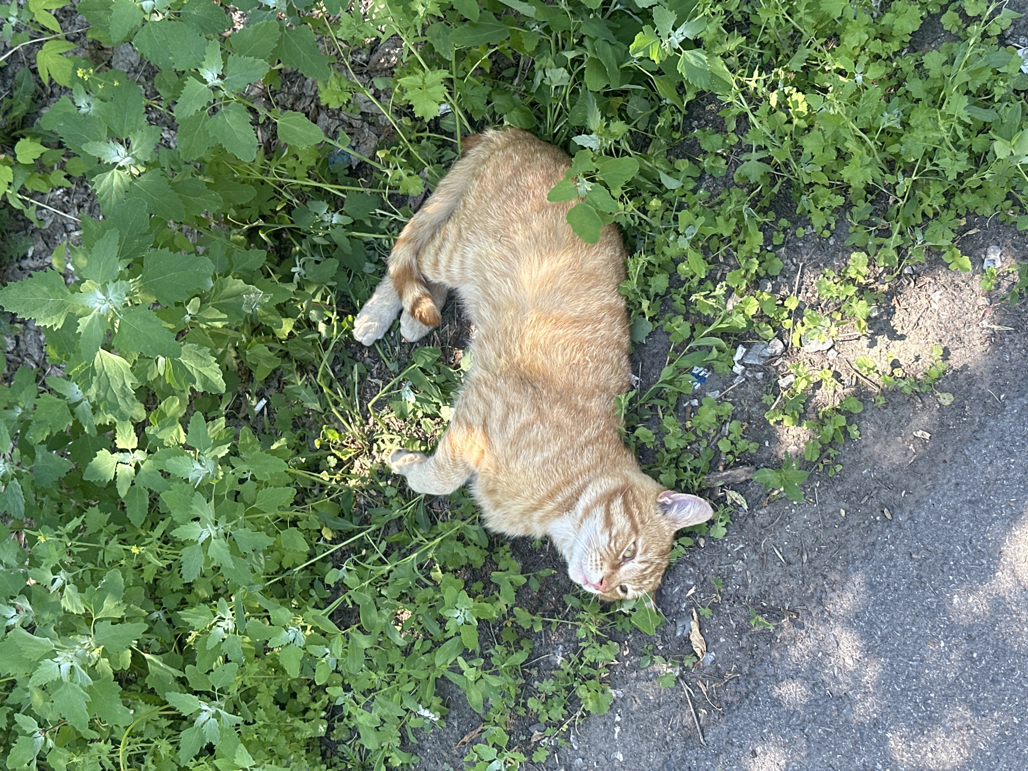 An orange tabby cat is lying on its back on the ground in a patch of green weeds next to a paved surface. The cat appears relaxed, with its eyes partially closed and its paws in the air. The ground is a mix of dirt, gravel, and some dried leaves. The vegetation is lush and green, with some small yellow flowers visible. The scene suggests a warm, sunny day. This image was taken in Novoaltaysk, Russia.