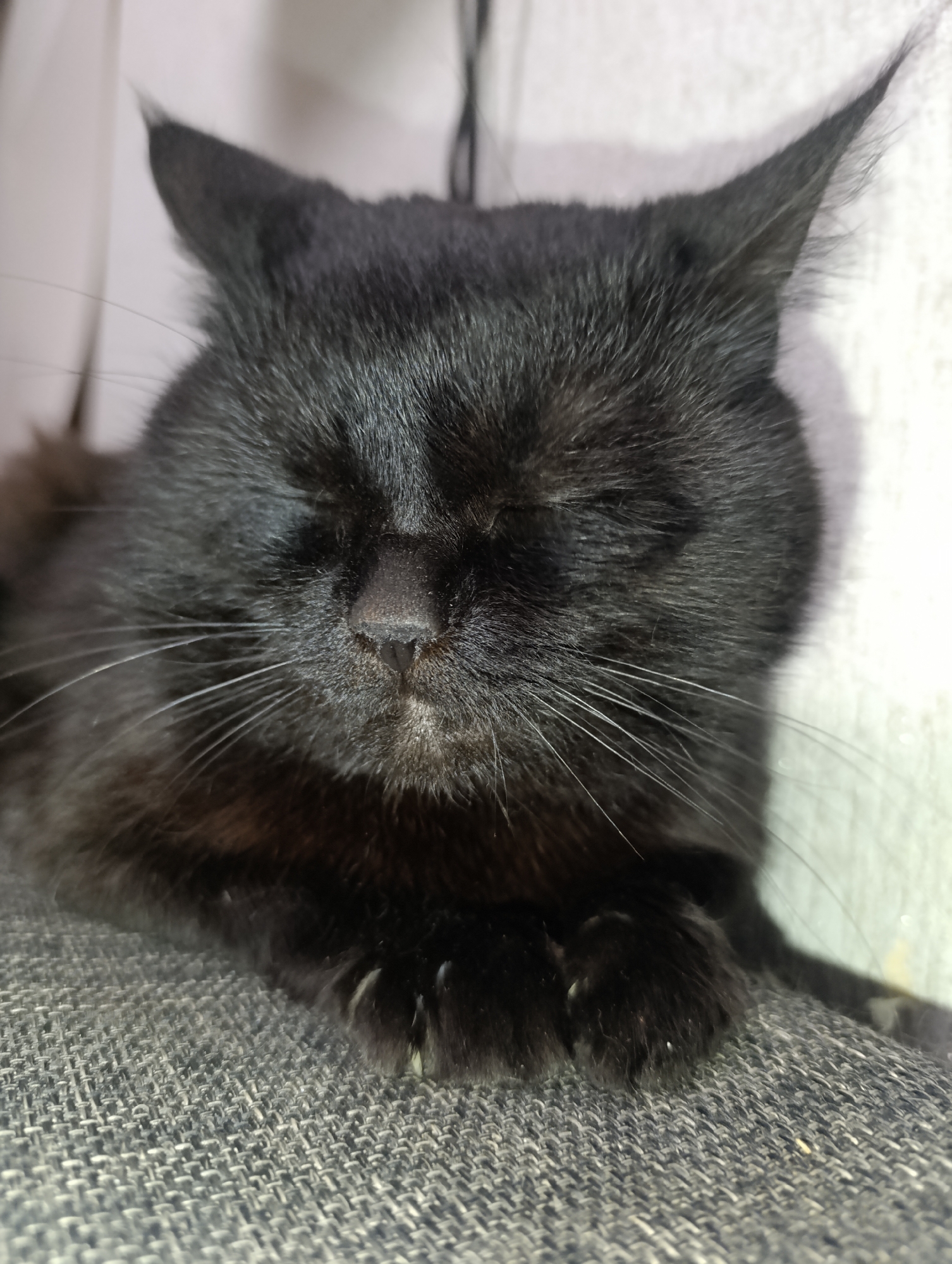 A close-up, horizontal, eye-level shot features a black cat sleeping on a gray textured surface, possibly a sofa. The cat's eyes are closed, and its face is turned slightly to the left, with its nose and whiskers prominently displayed. The cat's ears are erect and pointed upwards, and the tips are slightly fuzzy. The background consists of a light-colored wall, with some shadowy areas. The lighting is soft, creating subtle shadows and highlighting the texture of the cat's fur and the surface it is resting on. The image does not provide any specific visual clues to indicate its location within the city of Zlatopil, Ukraine.