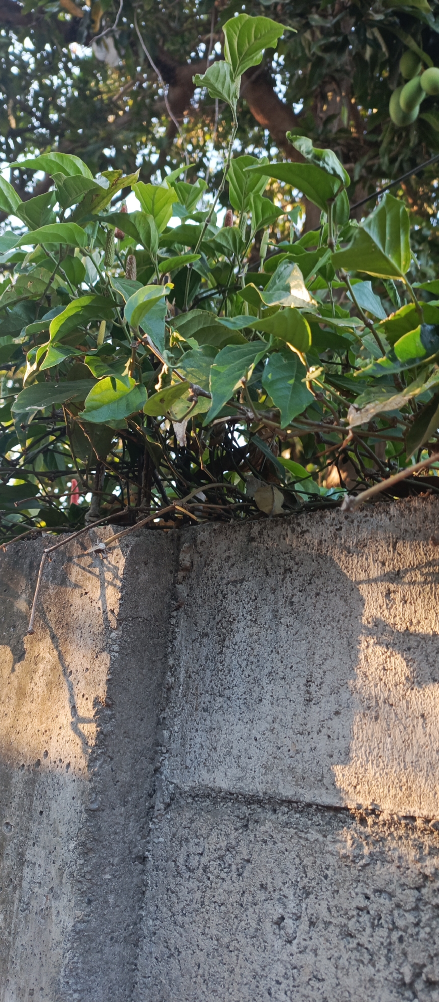 In Arjasa, Indonesia, sunlight casts shadows on a rough, grey concrete wall. Overgrown green leaves and vines spill over the top of the wall, obscuring much of the background, which appears to be trees and sky. The leaves are a vibrant green, some illuminated by the sun, others in shadow. Several long, thin, dark brown branches are visible amongst the foliage. The wall itself is made of interlocking blocks, with a coarse, textured surface. Shadows from the foliage and branches are projected onto the wall, creating a dappled effect. A thin, dark object, possibly a wire or a twig, extends from the top of the wall to the left.