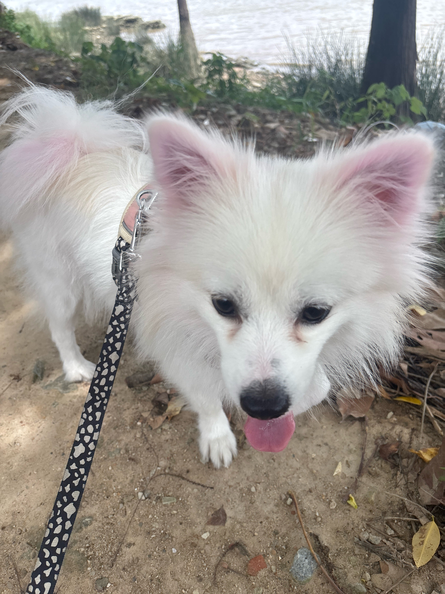 An image shows a small, white, fluffy dog with pink-tinted ears standing on a dirt path near a body of water and some vegetation. The dog is wearing a collar and is attached to a leash with a black and white spotted pattern. The dog's tongue is hanging out, and it appears to be looking down. The background suggests an outdoor, natural setting, possibly a park or a riverside area in Nanhai District, China. The lighting suggests it is daytime.