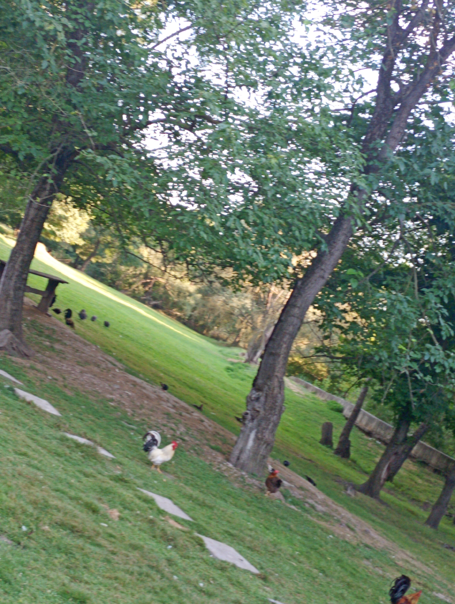 The image depicts a group of chickens foraging on a grassy slope near trees. A picnic table is visible to the left. In the background, several trees and a low wall line a path. The scene appears to be an outdoor area, possibly a park or a rural setting. The location is identified as Devnya, Bulgaria.
