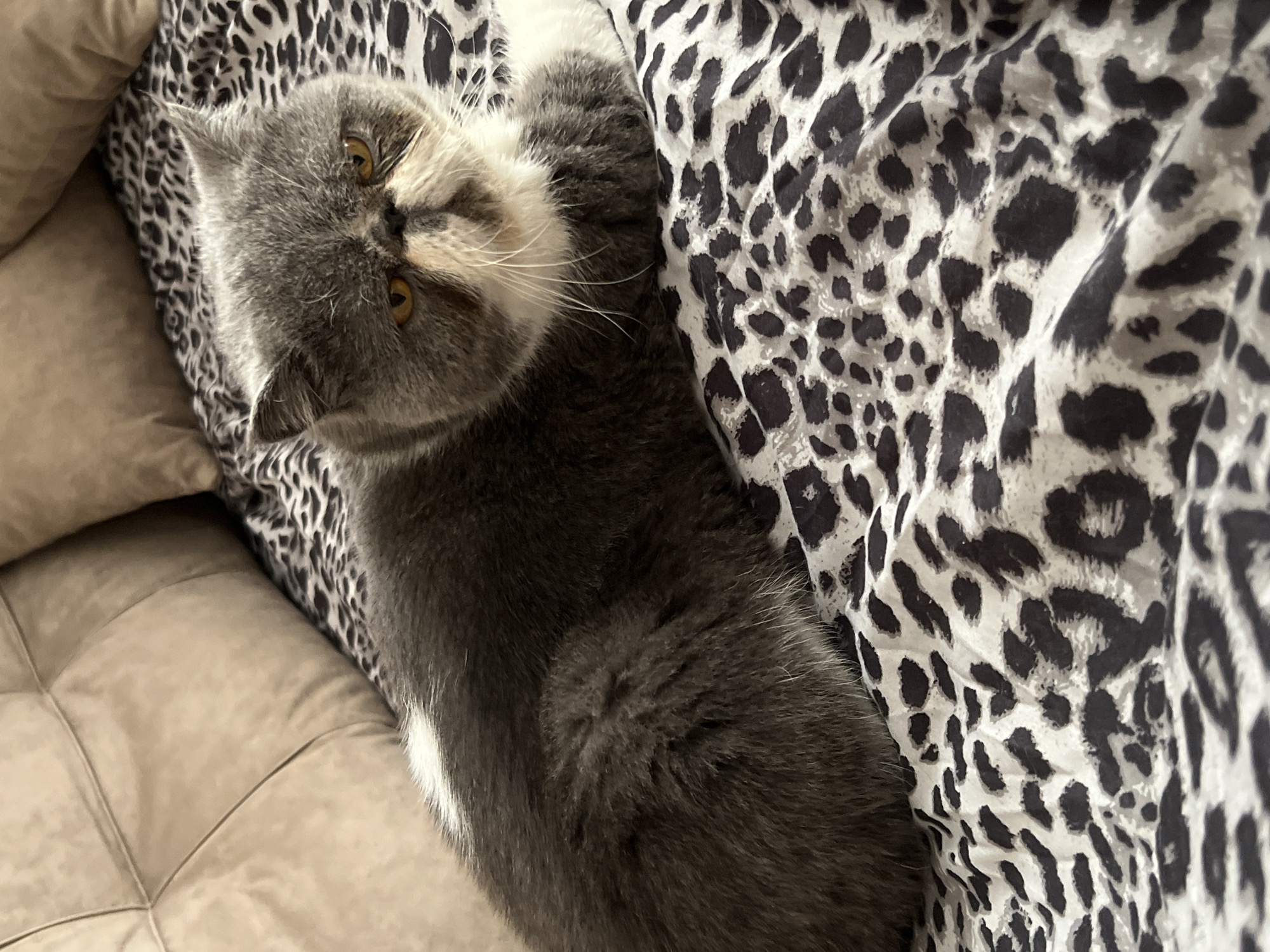 A gray and white Exotic Shorthair cat with a flat face and yellow eyes lies on a bed with a leopard-print comforter. The cat is positioned in the center of the frame, facing slightly to the right. Behind the cat, a beige tufted sofa and pillows are visible. The lighting suggests an indoor environment. There is no information available to determine the cat's location in the city of Krasnodar, Russia.