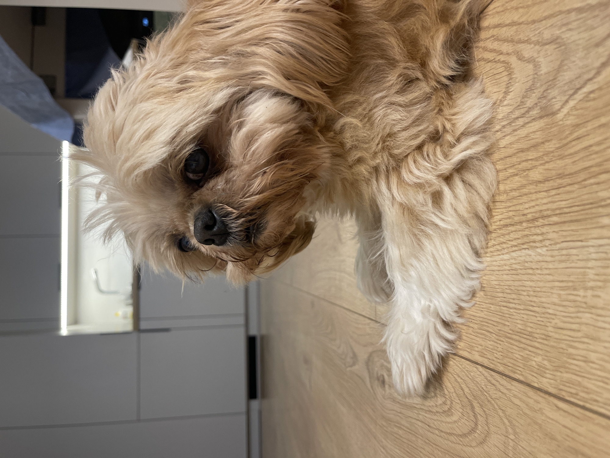 A close-up, eye-level shot captures a shih tzu dog lying on a light brown wooden floor. The dog is facing right, with its head slightly tilted. Its fur is a light brown and cream color, with some stray hairs on its head. The dog's eyes are dark and appear to be looking off to the left. The background is blurred, but suggests a modern kitchen area with white cabinets and a light fixture. The scene is indoors, and there are no people visible in the image. The dog's paws are resting on the floor in front of it. The image does not provide any information about its location in the city of Wrocław, Poland.