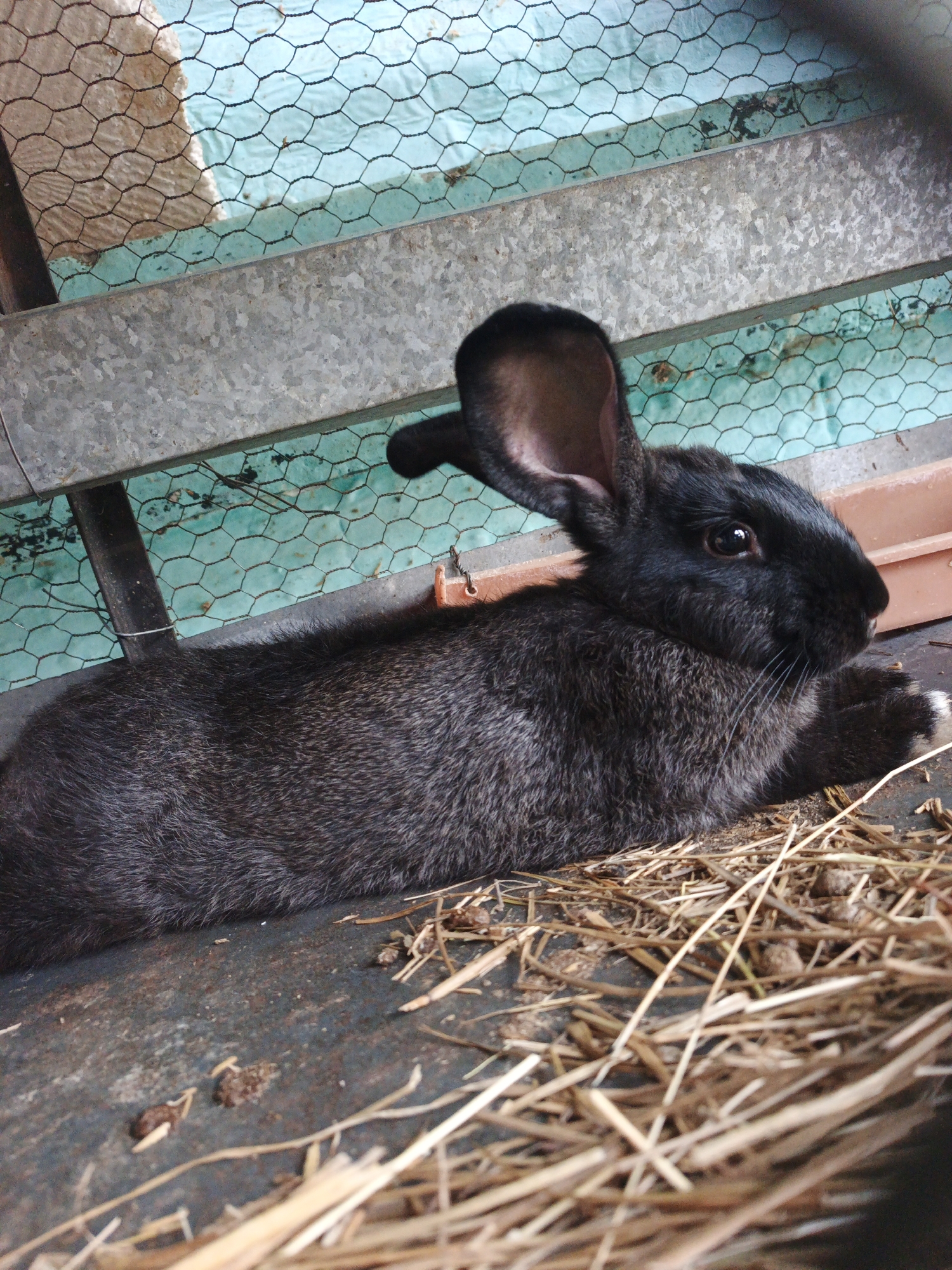 A black rabbit rests inside a cage in Tinaquillo, Venezuela. The rabbit is lying on a metal surface littered with straw. The cage's sides are constructed of galvanized metal beams and wire mesh. A partially visible white material is behind the mesh. Rabbit droppings are visible on the metal surface.