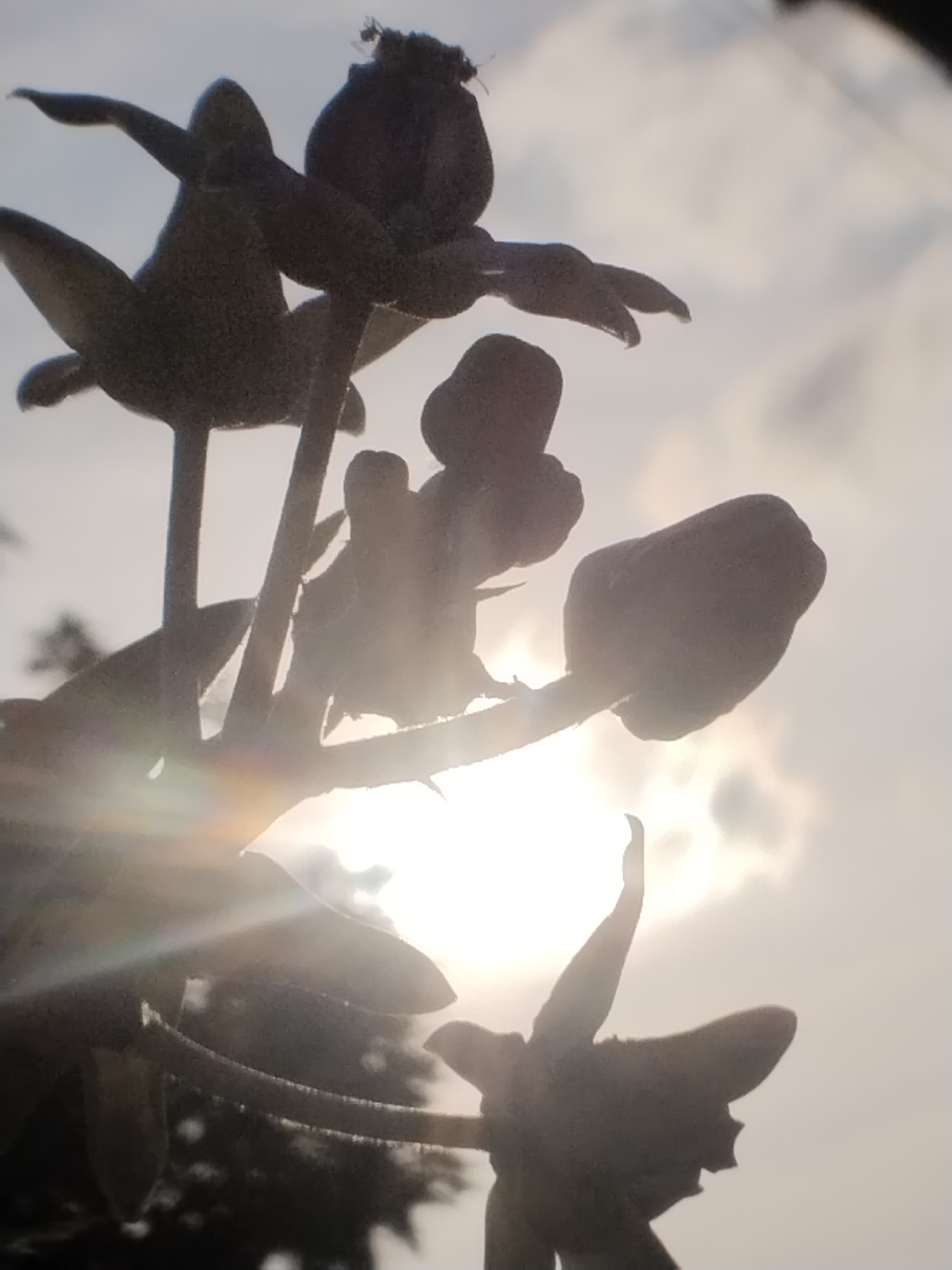 The image shows a close-up view of plant silhouettes against a bright sky, likely illuminated by the sun. The plants appear to be in bud or early flowering stages, with distinct shapes and textured surfaces. The backdrop suggests an outdoor setting, possibly in Lhokseumawe, Indonesia. Due to the silhouetted nature, specific details about the plant species or surrounding environment are not discernible.