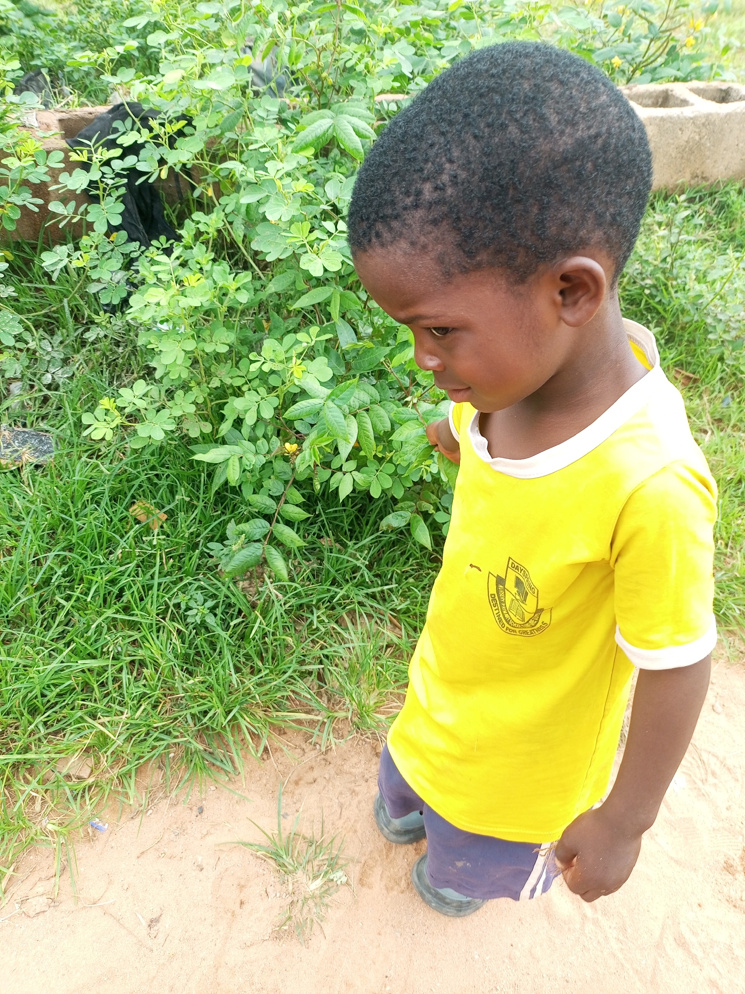 A young Black boy, wearing a yellow t-shirt with a school logo and dark blue shorts, stands on sandy ground next to lush green vegetation. The boy's head is turned away from the camera, and he appears to be looking down at something in the foliage. The background consists of dense green plants and a few rough-hewn concrete blocks. The scene appears to be outdoors, possibly in a yard or undeveloped area, consistent with a location in Tempure, Nigeria. The lighting suggests it is daytime.