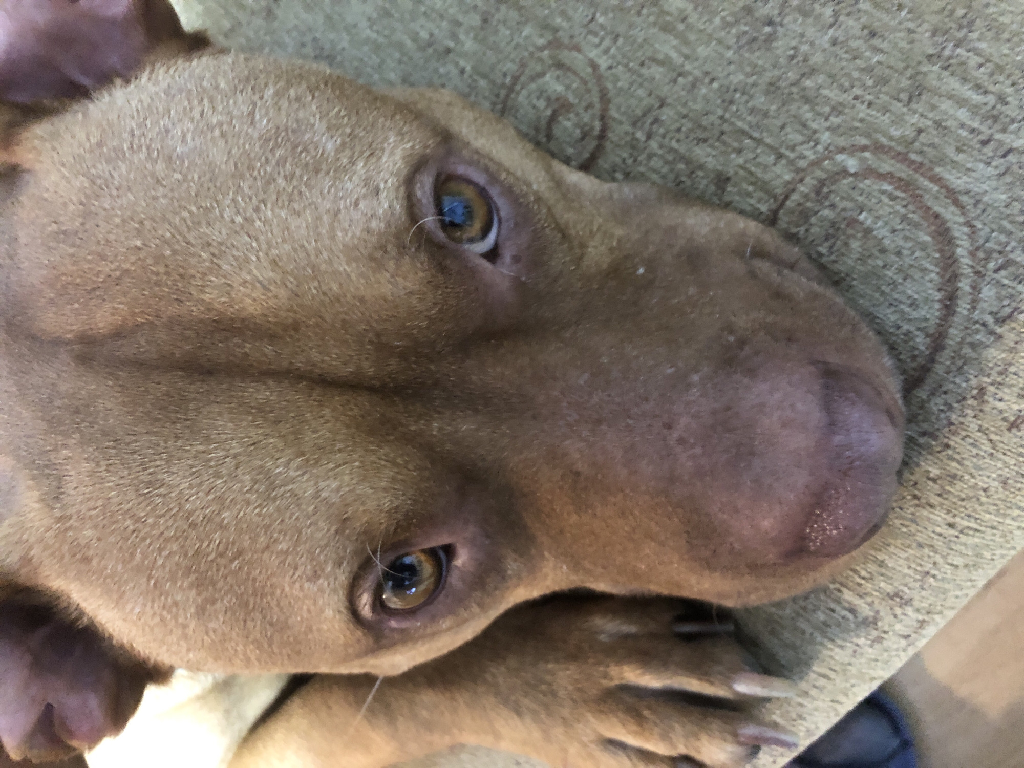 A close-up, high-angle portrait shot captures a reddish-brown dog lying on a textured, light brown fabric surface, likely indoors in Sofia, Bulgaria. The dog's head, primarily the top of its skull, eyes, and muzzle, fills much of the frame. Its short, smooth fur is a consistent reddish-brown hue. The dog's expressive, light brown eyes gaze directly upwards towards the camera, reflecting ambient light. Stray light-colored hairs are visible around its eyes. The dog's dark, textured nose and part of its paws, with visible claws, are also in view at the bottom of the image. The surrounding fabric, possibly a sofa or blanket, shows a subtle woven pattern with faint circular designs. The scene depicts a calm and relaxed dog, appearing observant or curious. No specific time of day, outdoor weather, or visible text is present.
