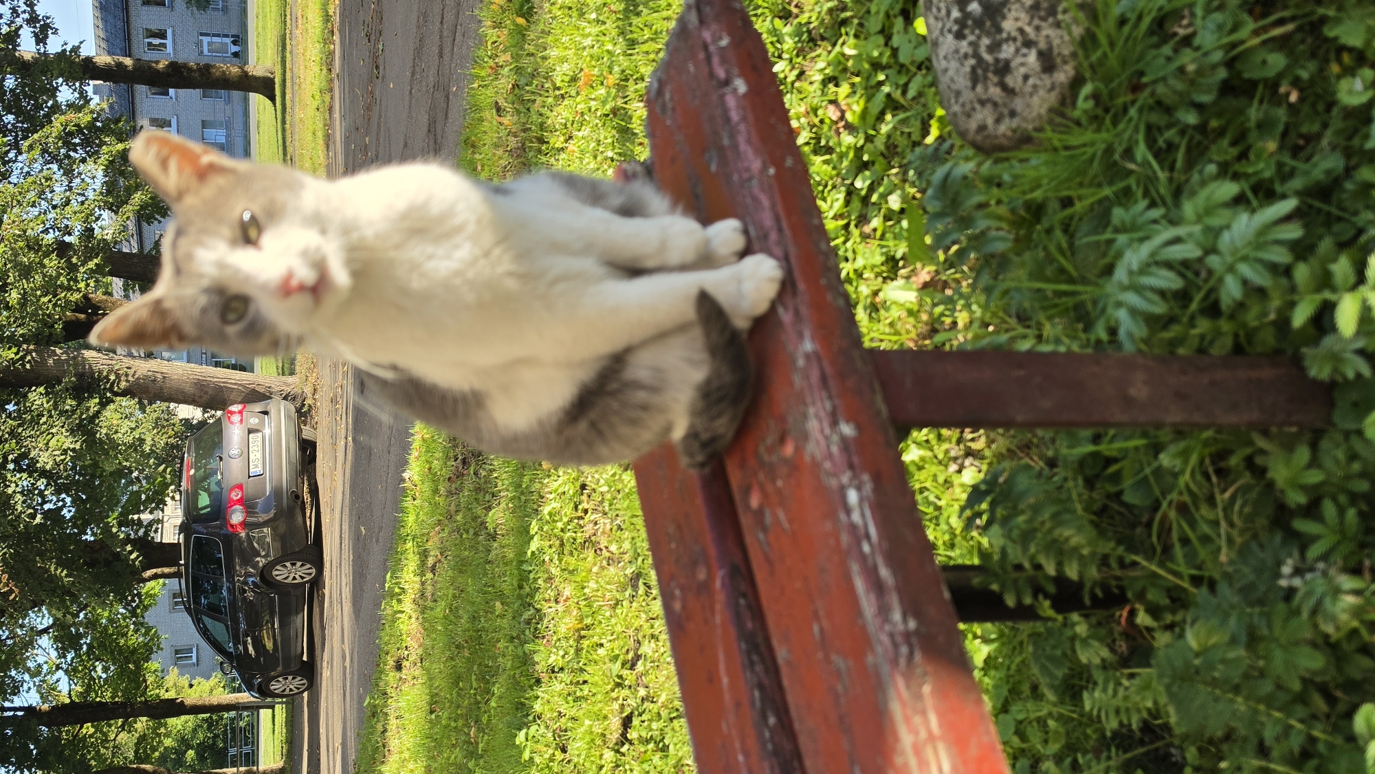 A white and gray cat is sitting on a weathered red wooden bench in Jūrmala, Latvia. The cat is facing forward, with its body slightly angled to the left and its tail wrapped around its hind paws. The bench has visible wear and tear, with peeling paint and a prominent crack down the center. Behind the bench, a dark gray station wagon is parked on a paved area, with trees and a light-colored building in the background. The scene is illuminated by natural daylight, casting shadows from the trees on the grass. The ground is covered in green grass and some low-lying plants.