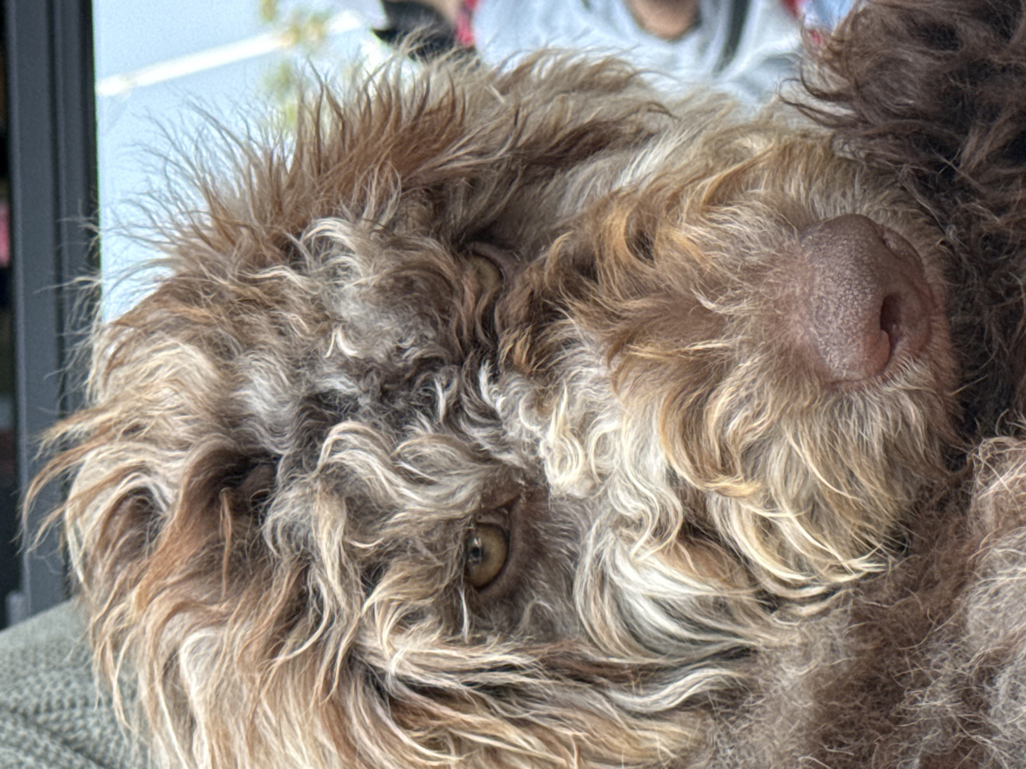 A close-up shows the face of a Lagotto Romagnolo dog with brown and beige fur. The dog's nose is in the upper right, and one eye is visible on the left. The background is blurry, but suggests a setting with a window. There is no indication of Puebla, Mexico.