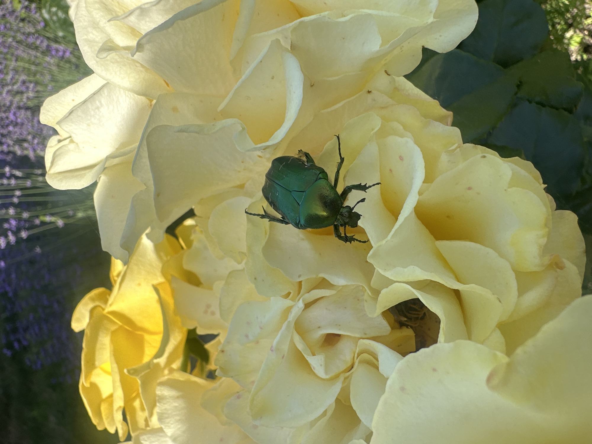A close-up, eye-level shot shows a metallic green beetle with visible legs and antennae resting on the petals of pale yellow roses. The beetle is positioned slightly right of the center of the frame. The rose petals are soft and delicate, with subtle pinkish speckles on some of them. In the background, blurred lavender flowers are visible, suggesting an outdoor garden setting. The lighting suggests it is daytime, with sunlight illuminating the petals and the beetle. The image is sharpest on the beetle and the roses it is on, with the background being out of focus. The location is identified as Hîrbovăț, Moldova.