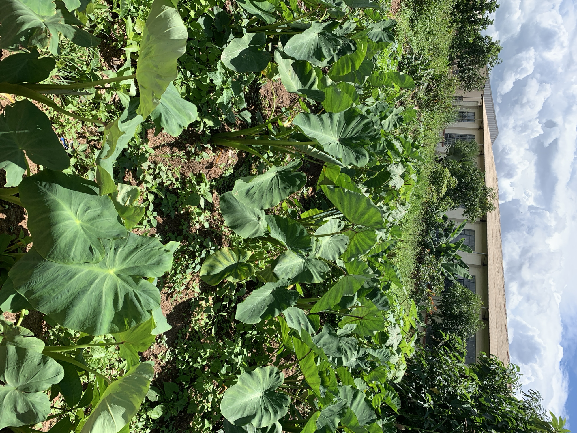 The image shows a field of taro plants in Kuru Karama, Nigeria. The plants have large, heart-shaped leaves and are growing in rich, dark soil. In the background, there is a building with a light-colored facade and a brown roof. The sky is cloudy, with large, white clouds against a blue sky. The scene is illuminated by natural daylight.