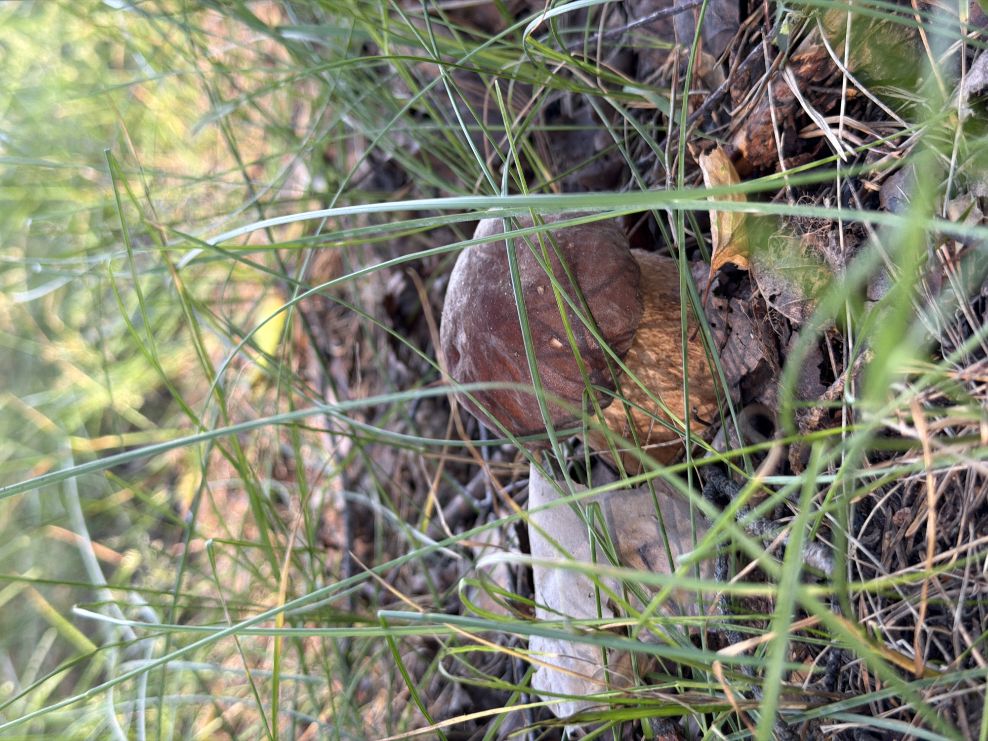 The image shows a close-up view of a mushroom growing in the undergrowth of a forest. The mushroom has a dark brown cap and a thick stem. It is surrounded by dry leaves, pine needles, and blades of grass. The grass blades in the foreground are sharp and in focus, obscuring parts of the mushroom and the forest floor. In the background, the scene is blurred, suggesting a shallow depth of field. The lighting appears to be natural, possibly from sunlight filtering through the trees, creating a dappled effect. The overall scene depicts a natural woodland environment, likely in a temperate region. There are no people or visible text in the image. The image is a still shot, so no activity or event is taking place. The environment suggests it could be autumn or spring, given the fallen leaves and the presence of grass. The specific location of Chaikovsky, Russia, indicates a forest typical of this region.