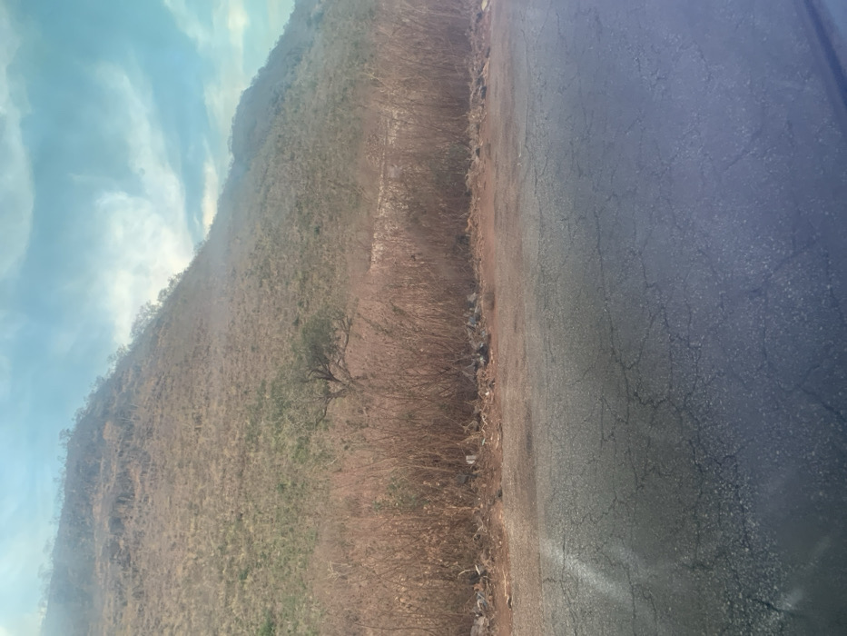 The image captures a roadside scene in Rimin Ziem, Nigeria, under a hazy, light blue sky with scattered white clouds. The foreground consists of a dark grey asphalt road surface exhibiting numerous cracks. Immediately adjacent to the road, a strip of reddish-brown soil is visible, upon which scattered litter, including plastic bags and various debris, rests at the base of a dense, waist-high barrier of dry, reddish-brown, reedy vegetation. Behind this vegetation, a single prominent tree with green foliage is centrally located at the base of a large, steep hillside. The hillside, which dominates the background, is covered with sparse, dry, light brown and greenish vegetation, interspersed with rocky outcrops and smaller, leafless trees, receding into an atmospheric haze. No individuals or discernible actions are present in the frame.