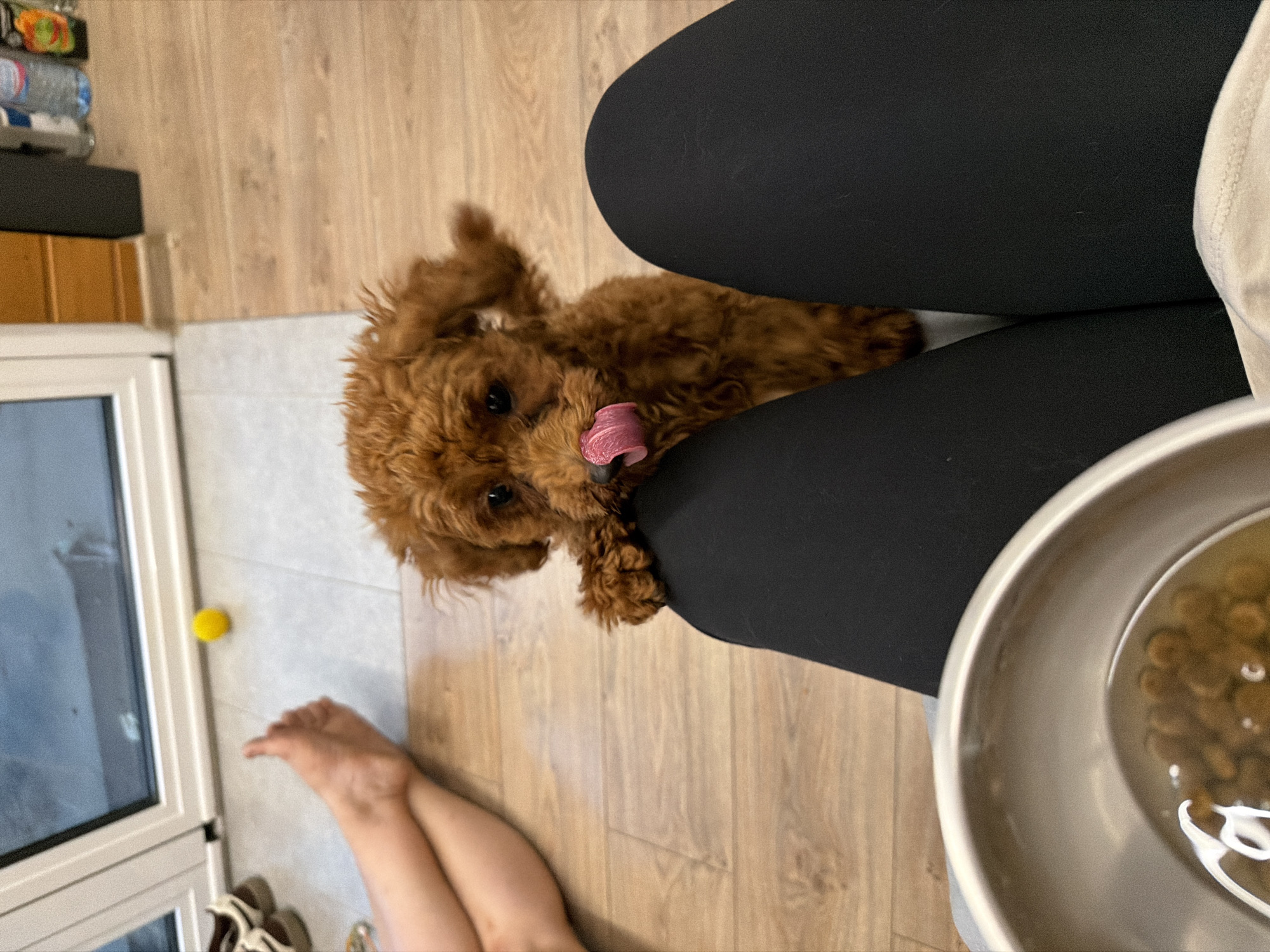 A small, fluffy, red-brown poodle puppy with its tongue out is standing on its hind legs, resting its front paws on a person's black leggings. The puppy is looking directly at the camera with dark eyes. In the foreground, a metallic dog bowl filled with kibble and water is visible, along with the person's legs clad in black leggings and a light-colored garment. In the background, a glass door leads to an outdoor area, where a yellow ball lies on a tiled floor. The rest of the floor is made of wooden planks. There is also a person's bare foot and legs visible in the background. The scene appears to be indoors, likely in a residential setting. The image does not provide any specific information about the location in Sofia, Bulgaria.