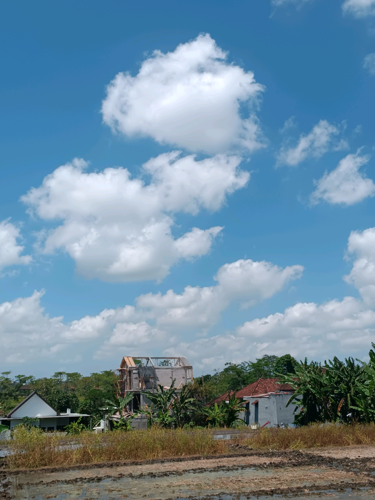 In the city of Tabanan, Indonesia, a partially constructed building stands amidst lush greenery under a bright blue sky dotted with fluffy white clouds. The building, likely a house, shows exposed wooden framing on its upper floors and concrete walls. To its left, a completed white house with a triangular roof is visible, and to its right, another house with a red tiled roof is nestled among banana trees. In the foreground, a field appears to be undergoing cultivation, with muddy patches and dry vegetation. The scene depicts a rural or semi-rural setting with ongoing construction.