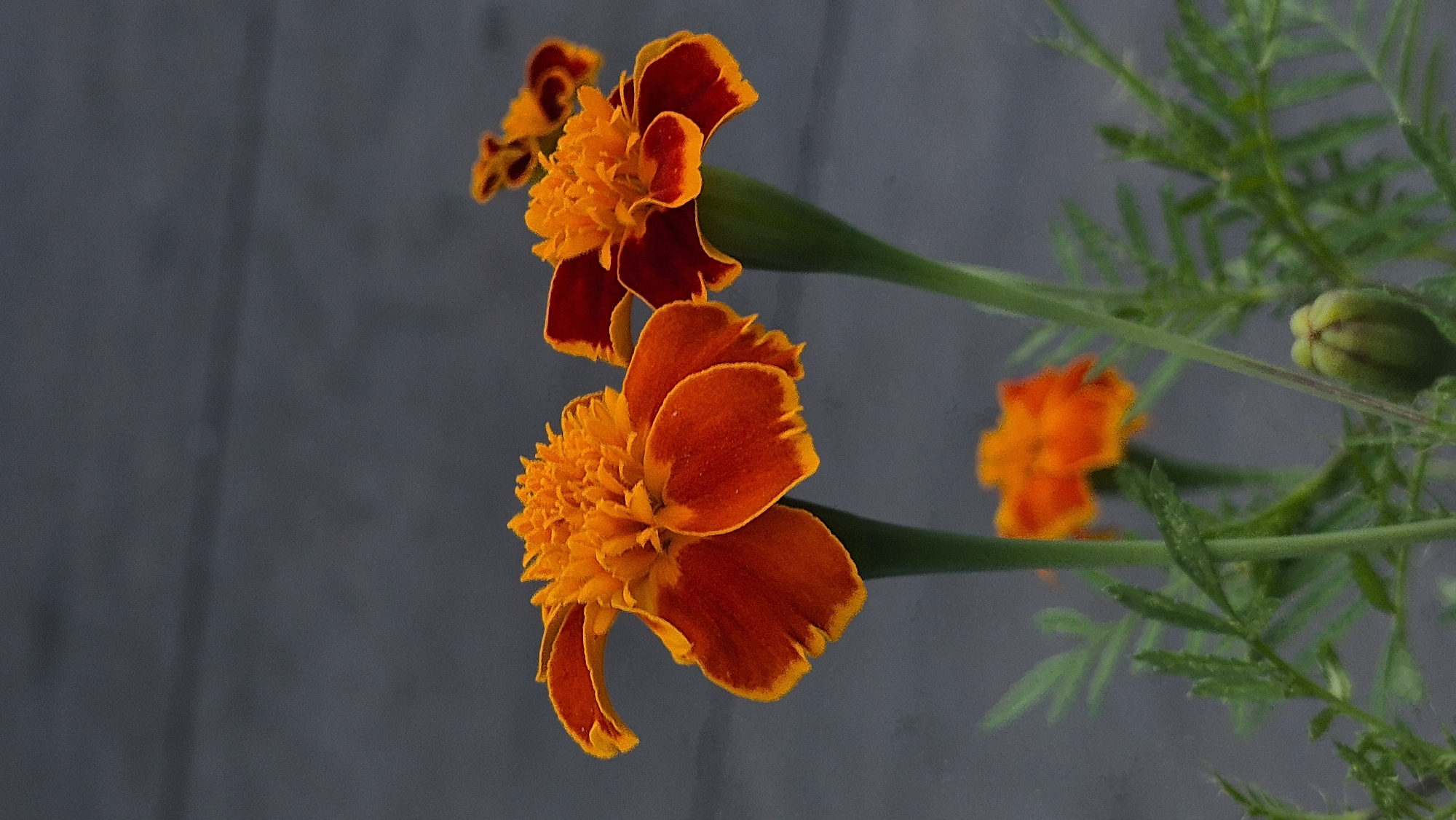 Two marigold flowers with orange and red petals are in focus in the foreground, set against a blurred gray background. The flower on the left is fully bloomed, while the one on the right is slightly less open. Below them, a smaller orange marigold is out of focus, and a green marigold bud is visible to the right. The leaves of the plants are a vibrant green. The overall impression is of a close-up, natural scene.