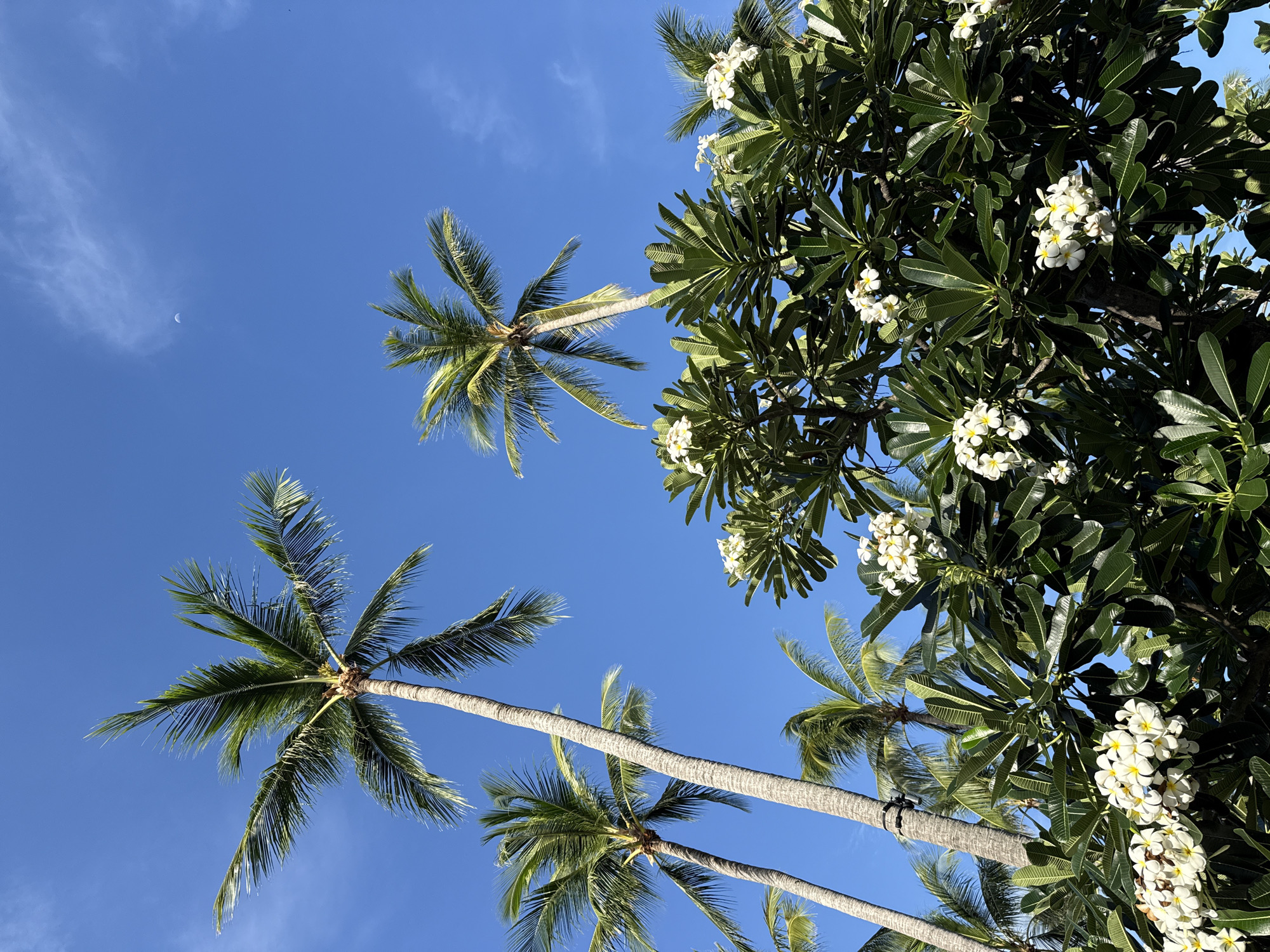 This is a photograph taken from a low angle looking up at palm trees and flowering trees against a bright blue sky. The palm trees are tall and slender with green fronds. The flowering trees have dark green leaves and clusters of white flowers with yellow centers. In the upper right quadrant of the sky, a sliver of the moon is visible. The image appears to have been taken outdoors on a sunny day. The scene is likely a tropical location, consistent with Ko Samui District, Thailand, known for its palm-lined beaches and lush vegetation. There are no people or animals visible in the frame.