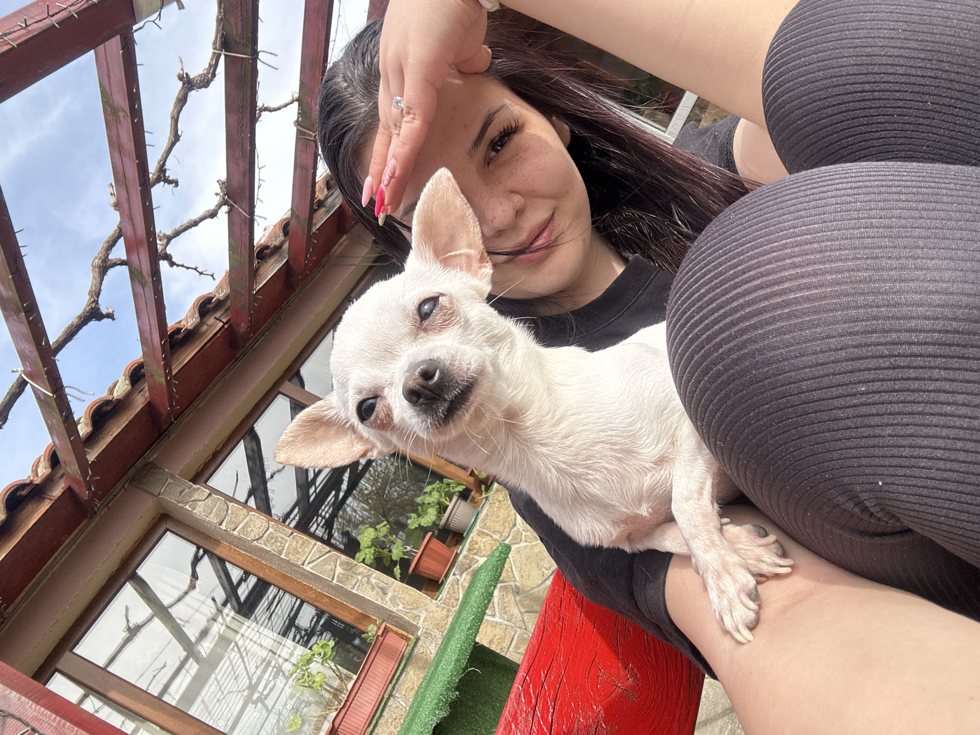 A close-up outdoor selfie captures a woman holding a small white dog, likely a Chihuahua. The woman, with long dark hair, visible freckles, and a slight smile, looks towards the camera. She wears a black top and ribbed black leggings. Her left hand, adorned with a ring on her ring finger and pink and white manicured nails, rests on her forehead. The dog has white fur, dark eyes, and a black nose, and is also looking directly at the camera.
The setting appears to be an outdoor patio or balcony in Skala, Bulgaria, during daytime with clear skies and bright sunlight. Above the subjects is a wooden pergola with leafless vines crisscrossing the beams, and small lights attached. A tiled roof is visible beneath the pergola. To the left and below, a building with multi-pane windows and decorative stone or concrete accents around them is partially visible. Reflections of the sky and surrounding structures can be seen in the windows, with sheer white curtains visible inside. Potted plants are placed below the windows. A vibrant red, rustic wooden surface occupies the lower right foreground, possibly a bench or railing, and a patch of green artificial turf is also visible near the building. No visible text is present in the image.