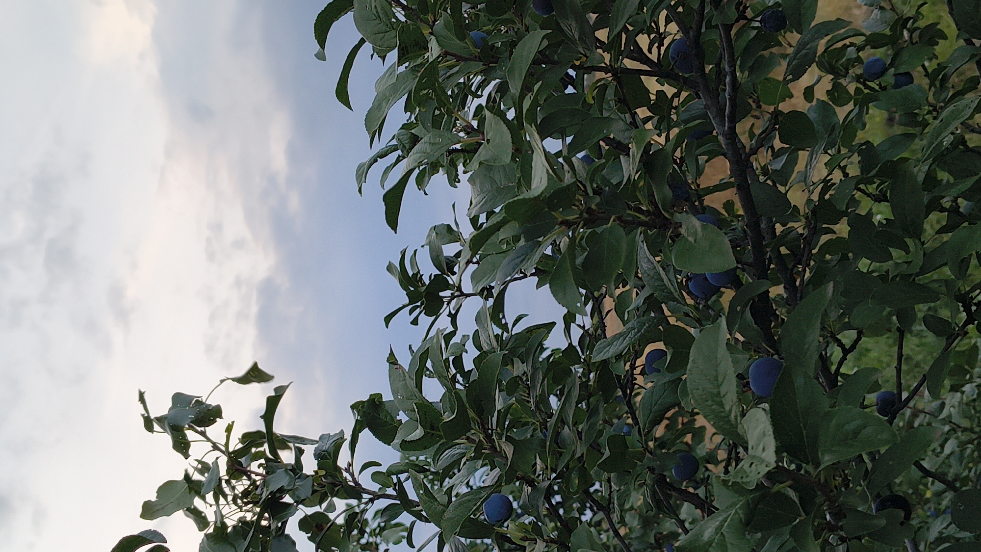 An outdoor, vertical, medium shot shows a dark blue, ripe plum tree laden with fruit. The tree is in full leaf, with lush green foliage. The plums, varying in size, are clustered on branches, some obscured by leaves. The background consists of a soft, overcast sky with muted clouds and hints of dry grass or foliage. The overall impression is one of an abundant harvest in a rural or semi-rural setting. The location is stated as Sharasshenskiy, Russia.