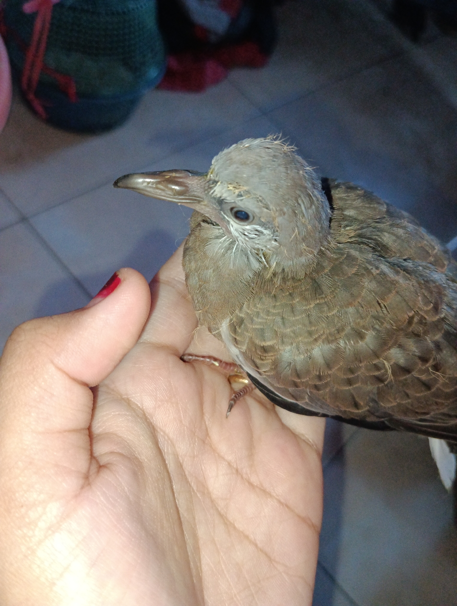 A close-up shot shows a young bird, possibly a dove or pigeon, being held in a person's hand. The bird has light brown and grey downy feathers and a small, dark eye. The hand holding the bird is lightly tanned with a streak of red nail polish on the thumb. The background is blurred and dark, but appears to be an indoor setting with some blurry objects, possibly furniture or bags. The flooring appears to be tiled. The image is taken at night or in a dimly lit environment, with the flash from the camera illuminating the scene. The location is identified as Pematang Jaya, Indonesia.