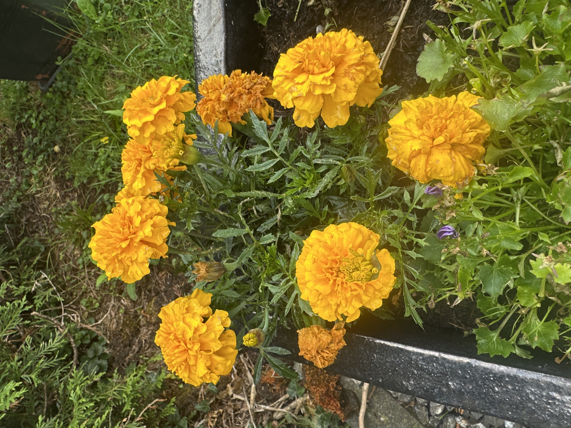 This is a close-up, overhead shot of several bright yellow and orange marigolds in a planter box. The flowers are full and ruffled, with some appearing slightly wilted or in various stages of bloom, including a few dried out brown flower heads. The marigolds are surrounded by green foliage, some of which has a slightly dry or rough texture. A small, delicate purple flower is visible amongst the green leaves. The planter box appears to be made of a dark, rough material, possibly concrete or a composite. The background shows patchy green grass and dark soil, with some dry leaves and twigs scattered on the ground. The lighting suggests it is daytime, with the sun casting some subtle highlights on the flowers and leaves, indicating potentially overcast or dappled sunlight. The overall scene depicts a small garden or decorative planting, likely outdoors given the presence of grass and soil. There is no visible text in the image.