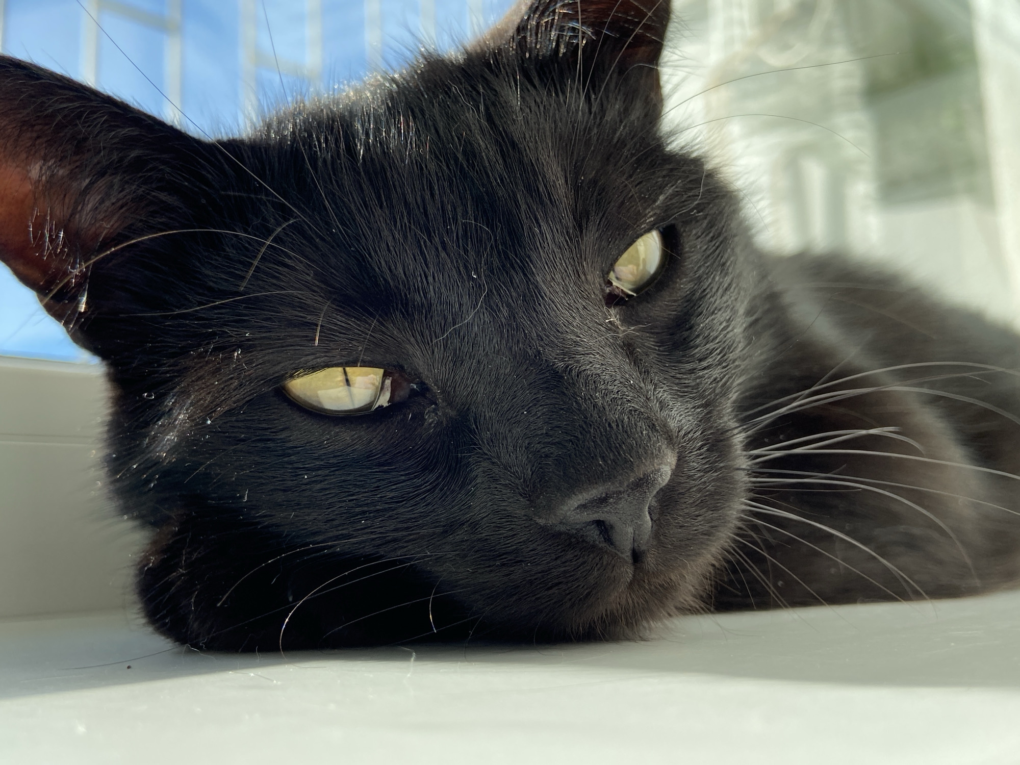 A black cat with yellow eyes rests its head on a white surface, likely a windowsill, with the blurry background showing a bright blue sky with white stripes and a green blurry window. The cat is looking forward with its eyes slightly open.