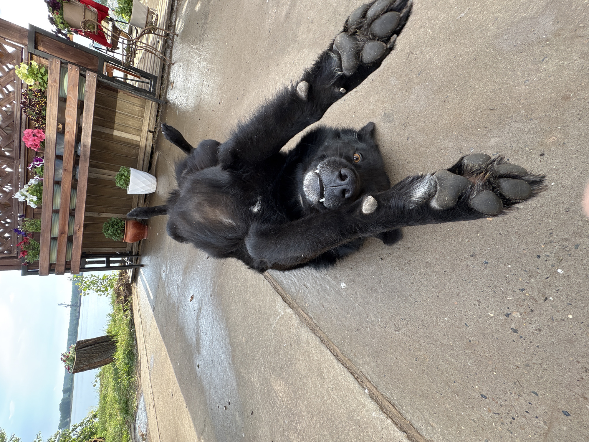A black dog is lying on its back on a wet concrete patio. The dog is looking up at the camera with its mouth open, revealing its teeth and tongue. The dog's paws are extended in the air. In the background, there is a wooden deck with planters full of flowers. A body of water, likely a river, is visible in the distance. The overall scene suggests a relaxed and playful moment on a summer day.