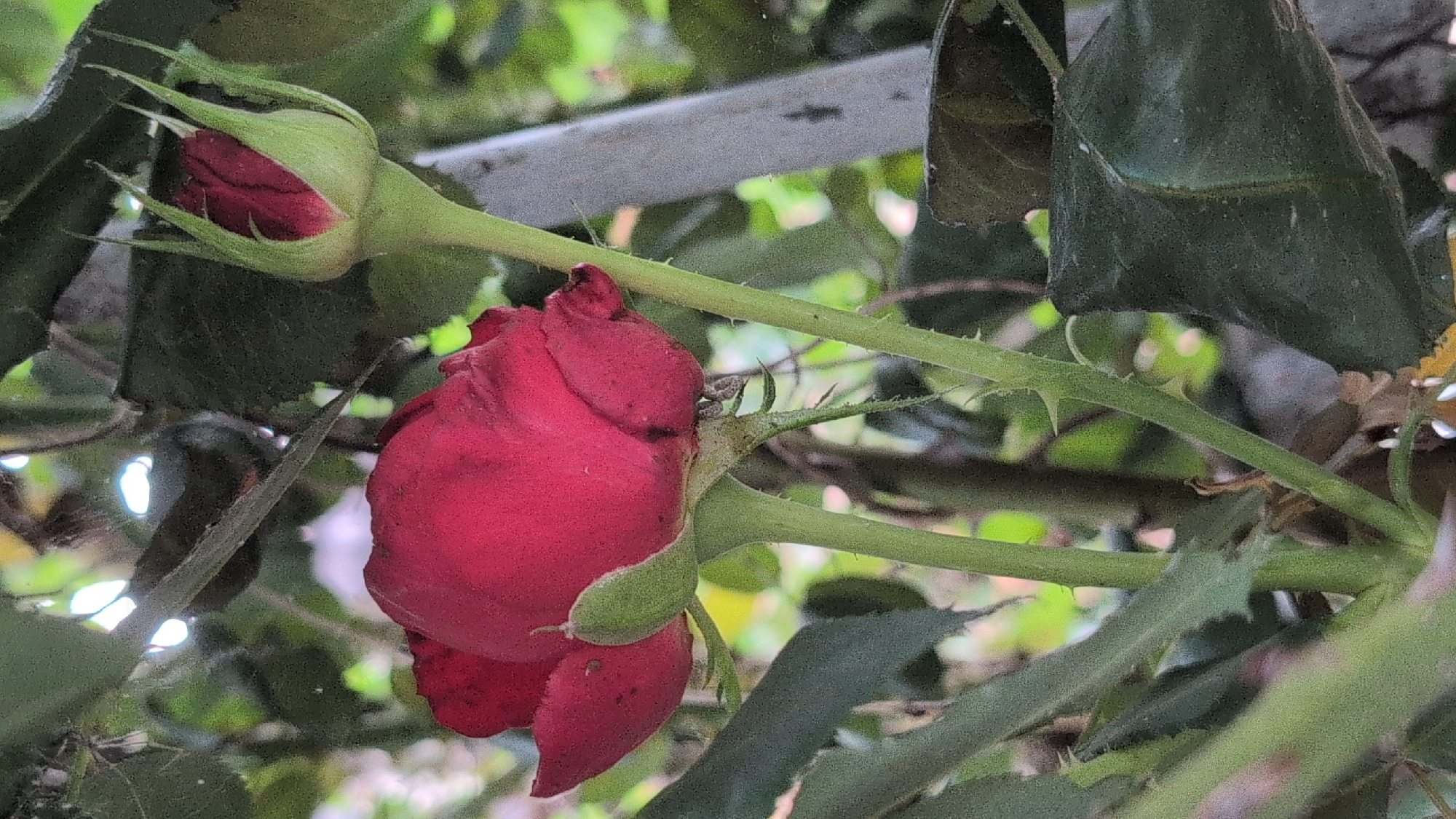A close-up, eye-level, outdoor shot focuses on a single red rose blossom and an unopened rose bud. The rose blossom is partially open, with its petals a deep red. The bud is tightly closed, also a deep red color, and sits on a stem above and to the right of the bloom. Both are surrounded by green leaves and stems, some of which are thorny. In the background, a blurred gray pole is visible, and out-of-focus greenery creates a soft bokeh effect. The lighting suggests it is daytime, with some dappled sunlight filtering through the foliage. The image was taken in Izmail, Ukraine.