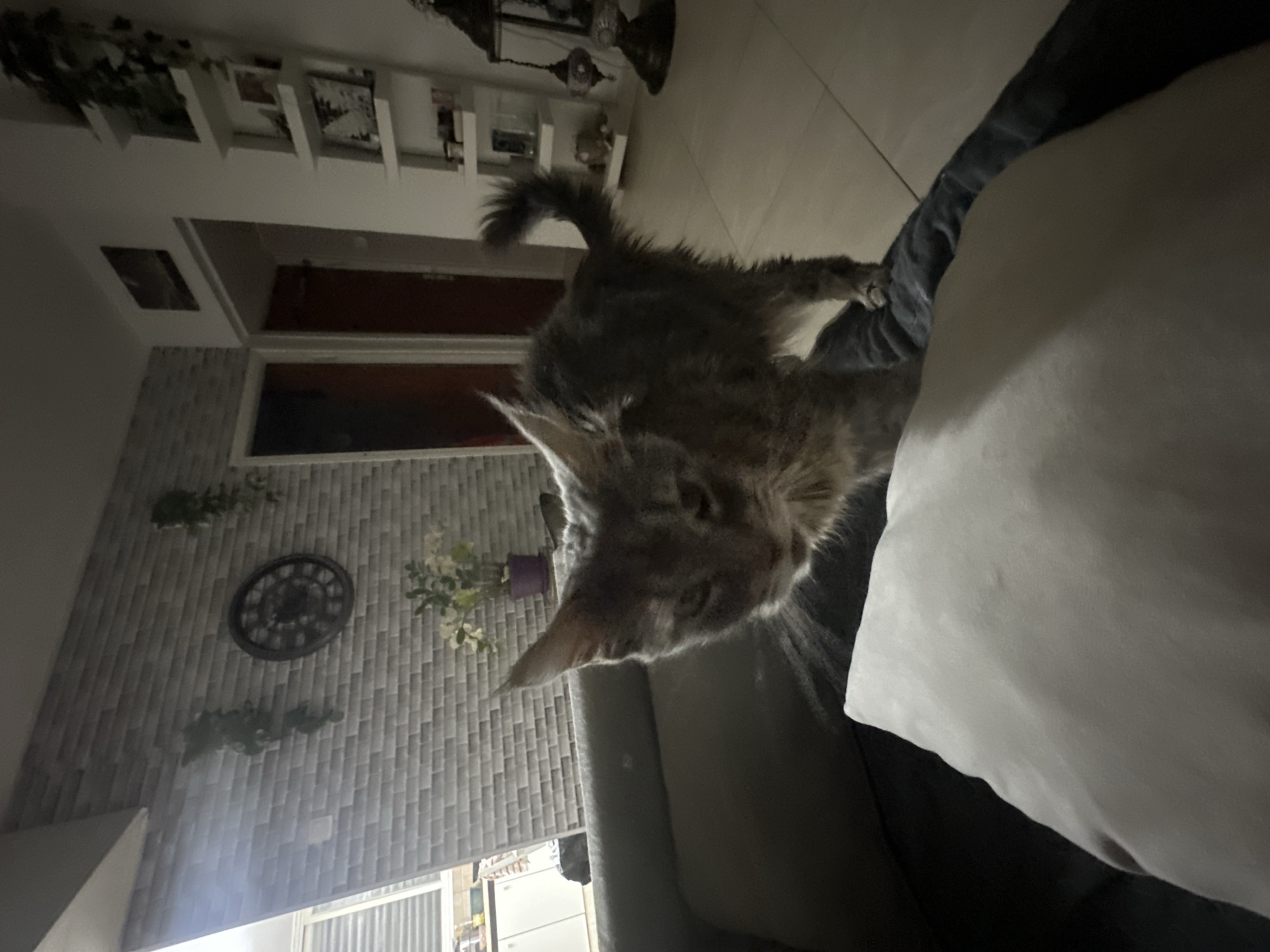 The image shows a grey cat with a fluffy tail standing on a dark grey couch in an indoor setting, possibly a living room. The cat is looking downwards towards the camera. In the background, a brick-patterned wall is visible with a large clock and some hanging plants. There are also doors and shelves with decorative items. The lighting is dim, creating shadows. The scene does not provide any specific information about its location in Haifa, Israel.