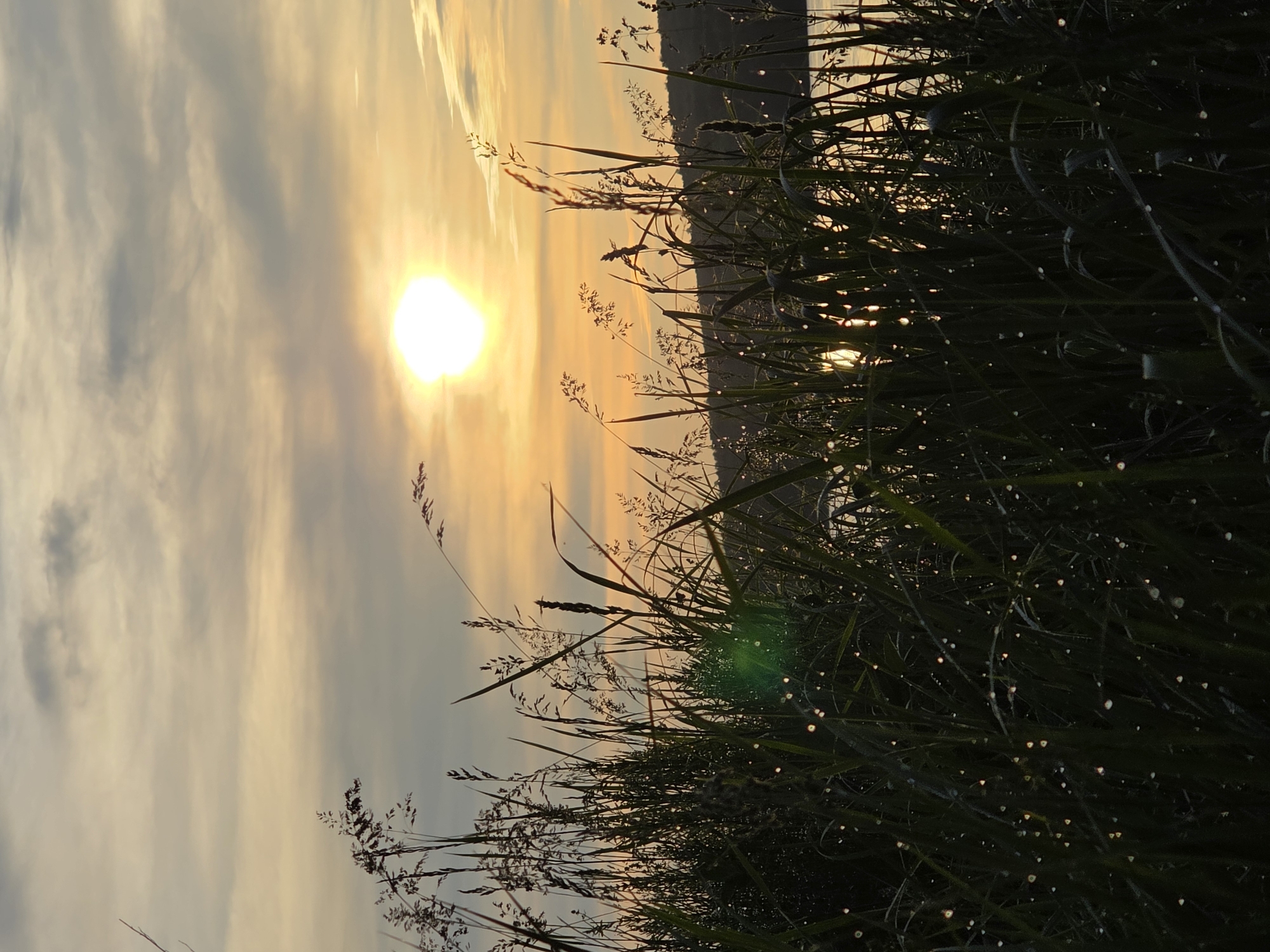 This vertically oriented image, taken in Chaikovsky, Russia, depicts a serene natural landscape at either sunrise or sunset. The scene is dominated by a vibrant, golden sky and a silhouetted foreground of lush grass.
In the foreground, a dense array of tall grass occupies the lower and right side of the frame. The grass appears dark, almost black, in silhouette against the bright light, with individual blades and seed heads clearly distinguishable. A notable detail is the presence of numerous small, sparkling dew drops clinging to the blades of grass, brilliantly catching and reflecting the golden light from the sun.
The background features a radiant sky, with the sun as its central element, positioned low on the horizon towards the left of the frame. The sun is a bright, intense orb, casting a warm golden glow that permeates the surrounding clouds. These clouds display a gradient of colors, from soft yellows and oranges closest to the sun to lighter grays further away. A distant, subtle silhouette of land or vegetation is visible along the horizon line, separating the grass from the sky. The overall lighting, combined with the visible dew drops, strongly suggests the early morning hours.
No people, animals, or man-made structures are visible, emphasizing the natural beauty and tranquility of the scene. The image contains no visible text. The composition effectively contrasts the dark, intricate detail of the dewy grass with the expansive, luminous sky, evoking a sense of peacefulness and natural wonder.
