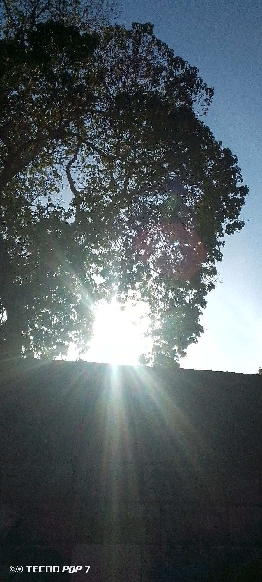 This outdoor photograph captures a striking scene featuring a large, mature tree silhouetted against a bright sky, with the sun positioned directly behind its foliage. The upper half of the image is dominated by the dense, leafy canopy of the tree, which appears dark due to backlighting, with glimpses of clear blue sky visible through gaps in the leaves and branches.
The sun is a powerful light source situated towards the lower center of the frame, just above a dark, textured wall. Its brilliant light creates strong sun rays and lens flares that emanate upwards and outwards, partially illuminating the tree's branches and the sky. The wall, possibly constructed from concrete blocks or bricks, spans the width of the image in the lower section, serving as a dark, contrasting foreground element. It appears to be a solid structure, largely in shadow from the intense backlighting.
The bright sunlight and low angle suggest the photograph was taken either during sunrise or sunset on a clear day, likely in a garden or yard setting in Altagracia, Venezuela. The strong natural light emphasizes the silhouettes of the tree and wall. In the bottom-left corner of the image, the text "◎ TECNO POP 7" is visible. No people or animals are present in the scene.