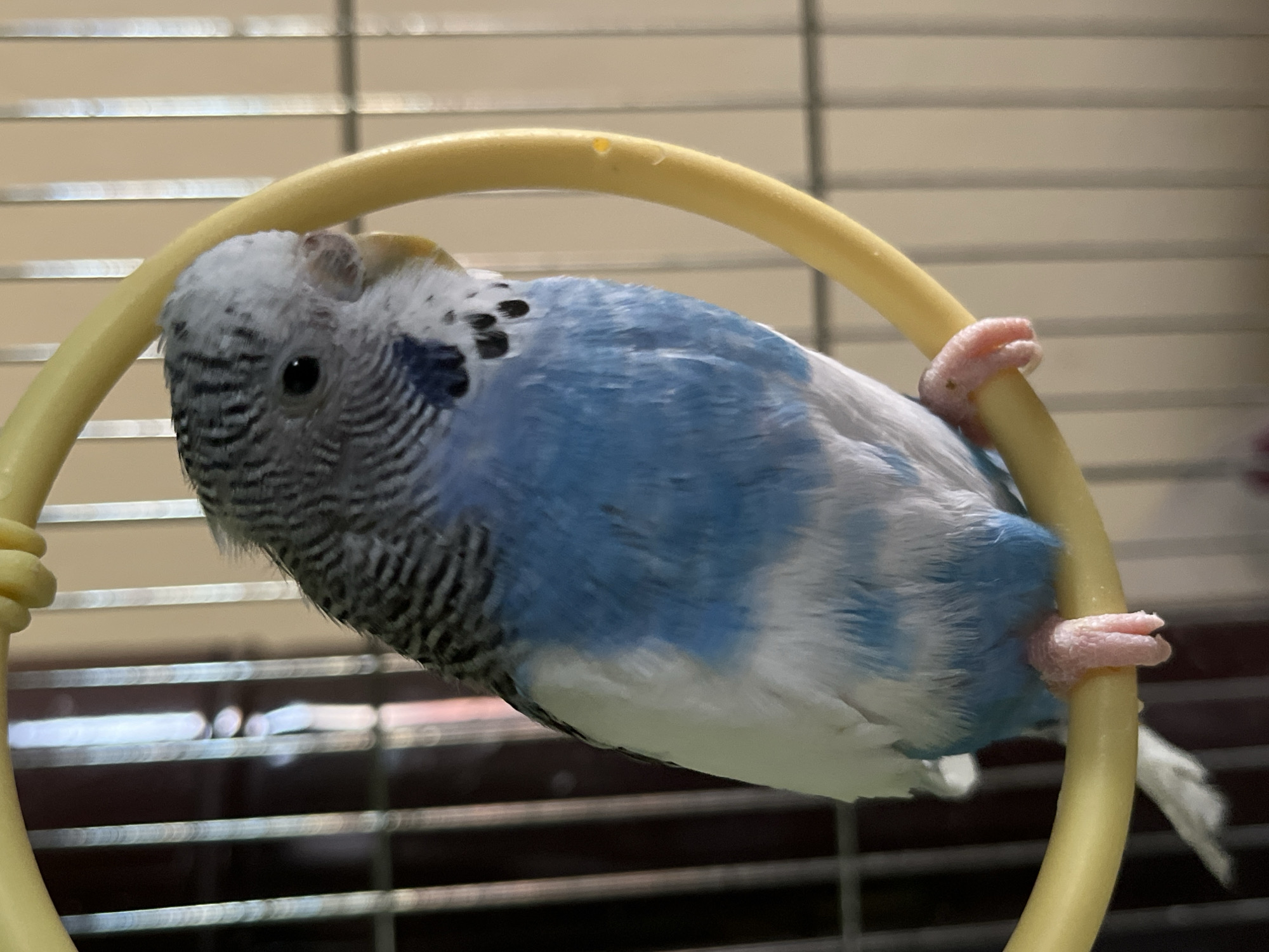 A blue and white budgerigar, also known as a parakeet, clings to a yellow, circular perch inside a birdcage. The bird is angled towards the left side of the frame. Its head is primarily grey with black markings, while its body displays a gradient of blue to white. The bird's feet are pink and grip the perch. The cage is visible in the background, consisting of metal bars. The setting is indoors. The image does not contain information to identify the location in Shumen, Bulgaria.