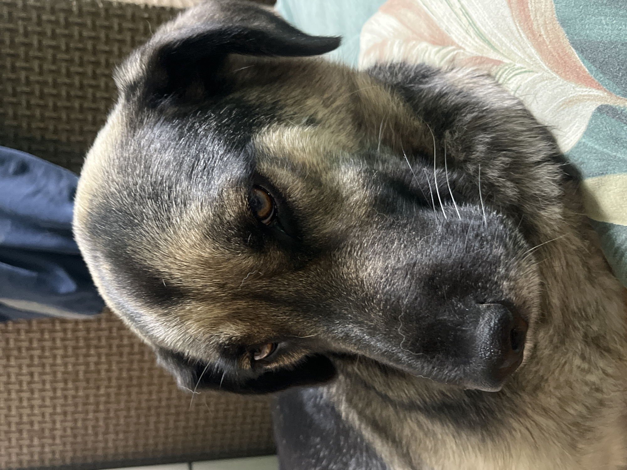 A close-up shot of a dog's face is presented, capturing the animal in a relaxed posture. The dog has a mix of black, gray, and tan fur, with its nose being predominantly black. Its eyes are open but appear drowsy, and it is positioned on what seems to be a cushion or pillow with a patterned design. The environment consists of elements like the patterned surface of a cushion and what may be a sofa. The photograph does not contain any information relating to Nizhny Tagil, Russia.