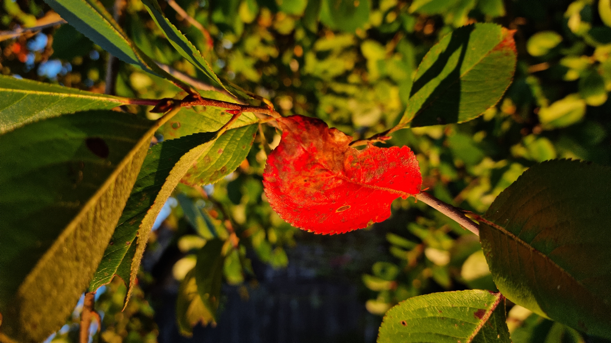 In Vysokoe, Russia, a single, vibrant red leaf hangs from a thin branch, catching the warm glow of late afternoon sunlight. The leaf, partially withered, displays a textured surface with subtle variations in color, hinting at the onset of autumn. Surrounding it, numerous green leaves form a soft, out-of-focus backdrop, their surfaces dappled with sunlight and shadow. The environment appears to be a natural setting, likely a garden or park, with the soft light suggesting a peaceful, serene moment captured outdoors.