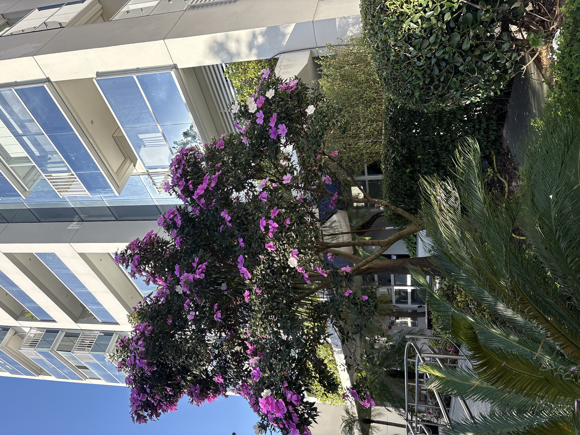 This is a photograph taken outdoors in the city of São Paulo, Brazil, on a sunny day. The image features a modern apartment building with multiple stories and balconies with glass railings. In the foreground, a vibrant tree with abundant pink and white flowers is in bloom, its branches extending towards the building. The tree is surrounded by lush green foliage, including palm fronds and manicured hedges. A metal railing and staircase are visible to the left of the tree, suggesting an entrance or pathway. The overall scene depicts a harmonious blend of urban architecture and nature.